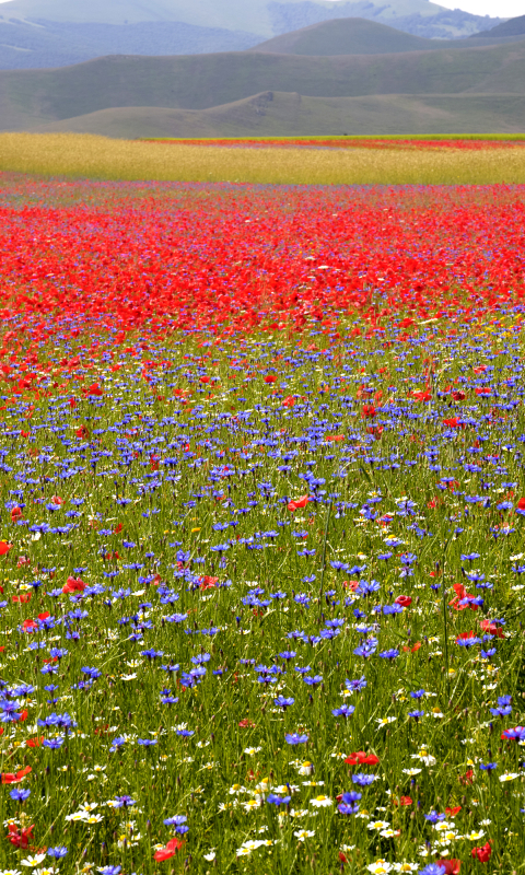 Download mobile wallpaper Landscape, Nature, Flower, Earth, Field, Meadow, Purple Flower, Red Flower for free.