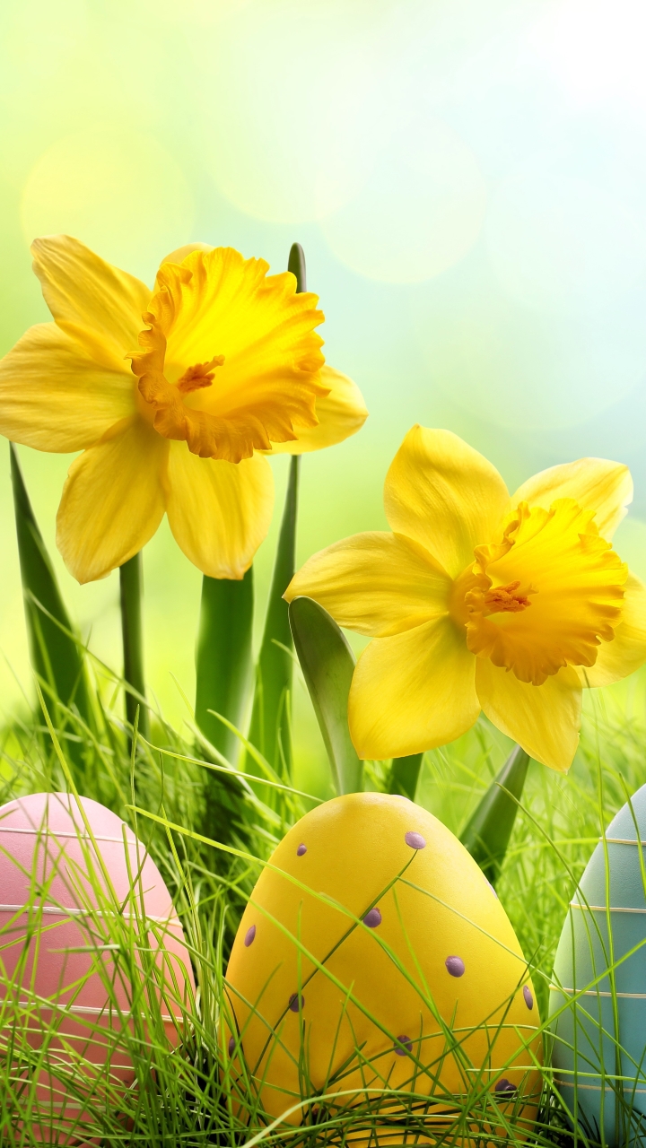 Скачати мобільні шпалери Трава, Великдень, Квітка, Свято, Нарцис, Яйце, Пасхальне Яйце безкоштовно.