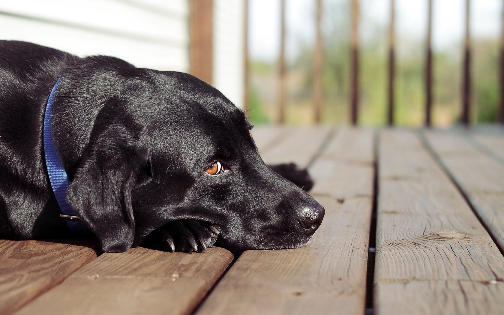 Descarga gratis la imagen Animales, Perros, Perro en el escritorio de tu PC