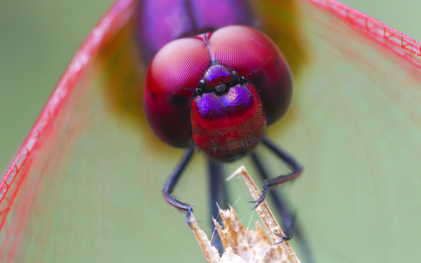 Laden Sie das Tiere, Libelle-Bild kostenlos auf Ihren PC-Desktop herunter