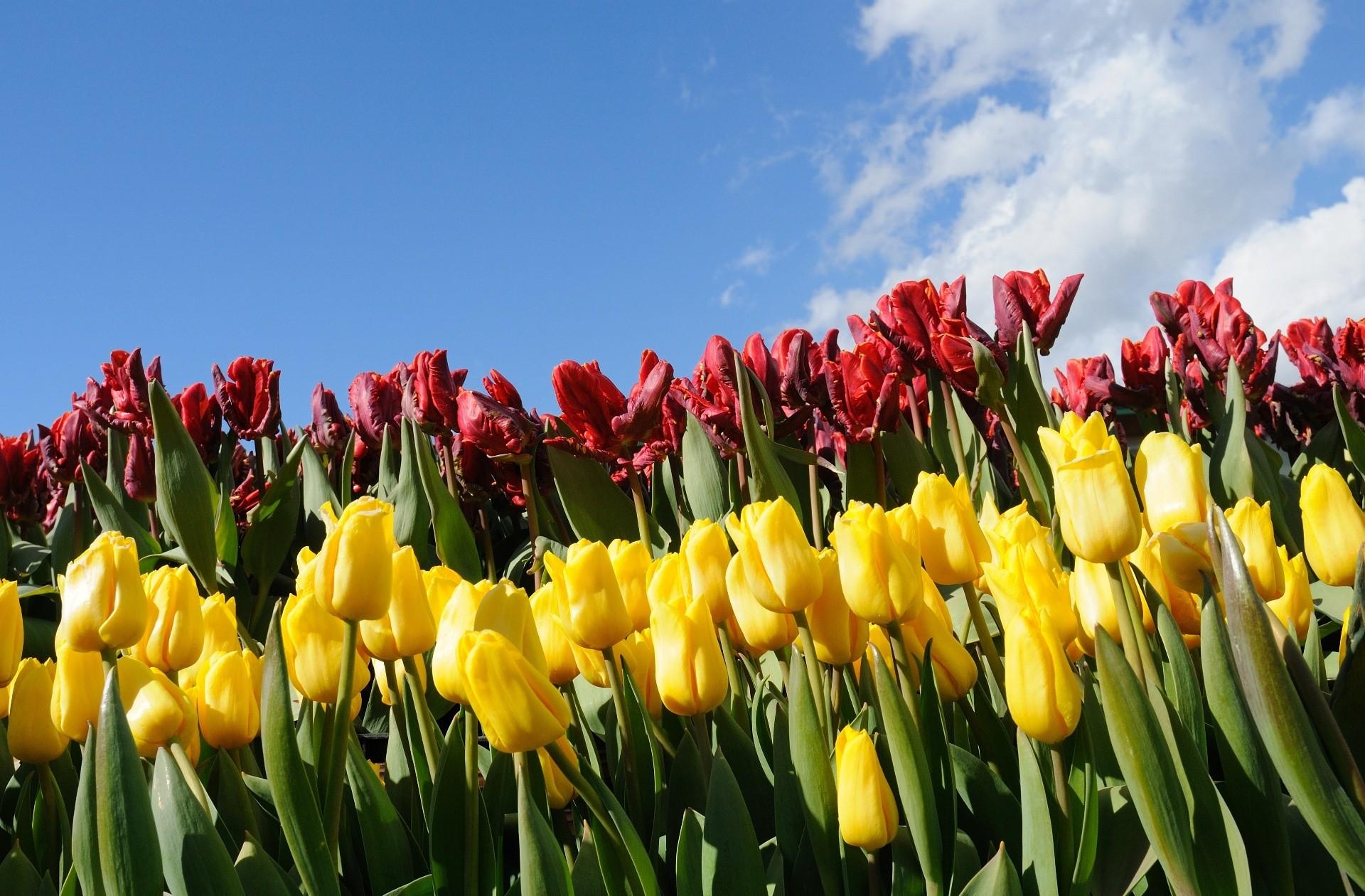 flowers, sky, tulips, flower bed, flowerbed, different
