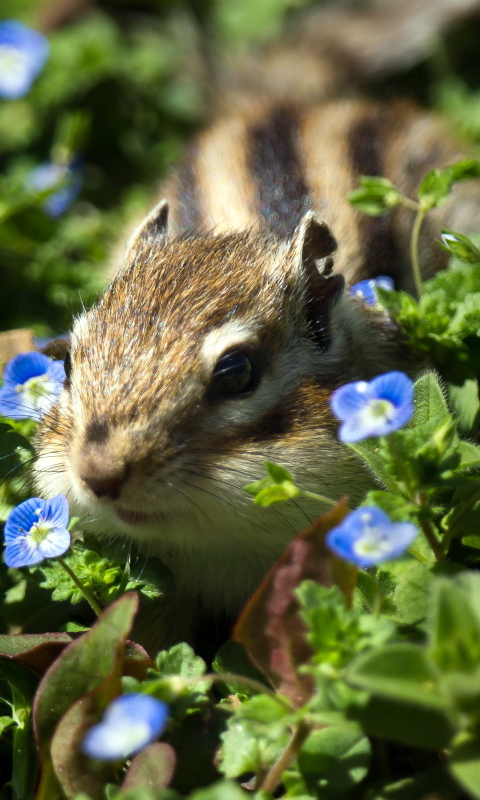 Download mobile wallpaper Animal, Chipmunk for free.