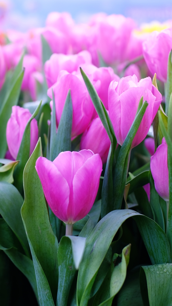 Download mobile wallpaper Nature, Flowers, Flower, Earth, Tulip, Pink Flower for free.