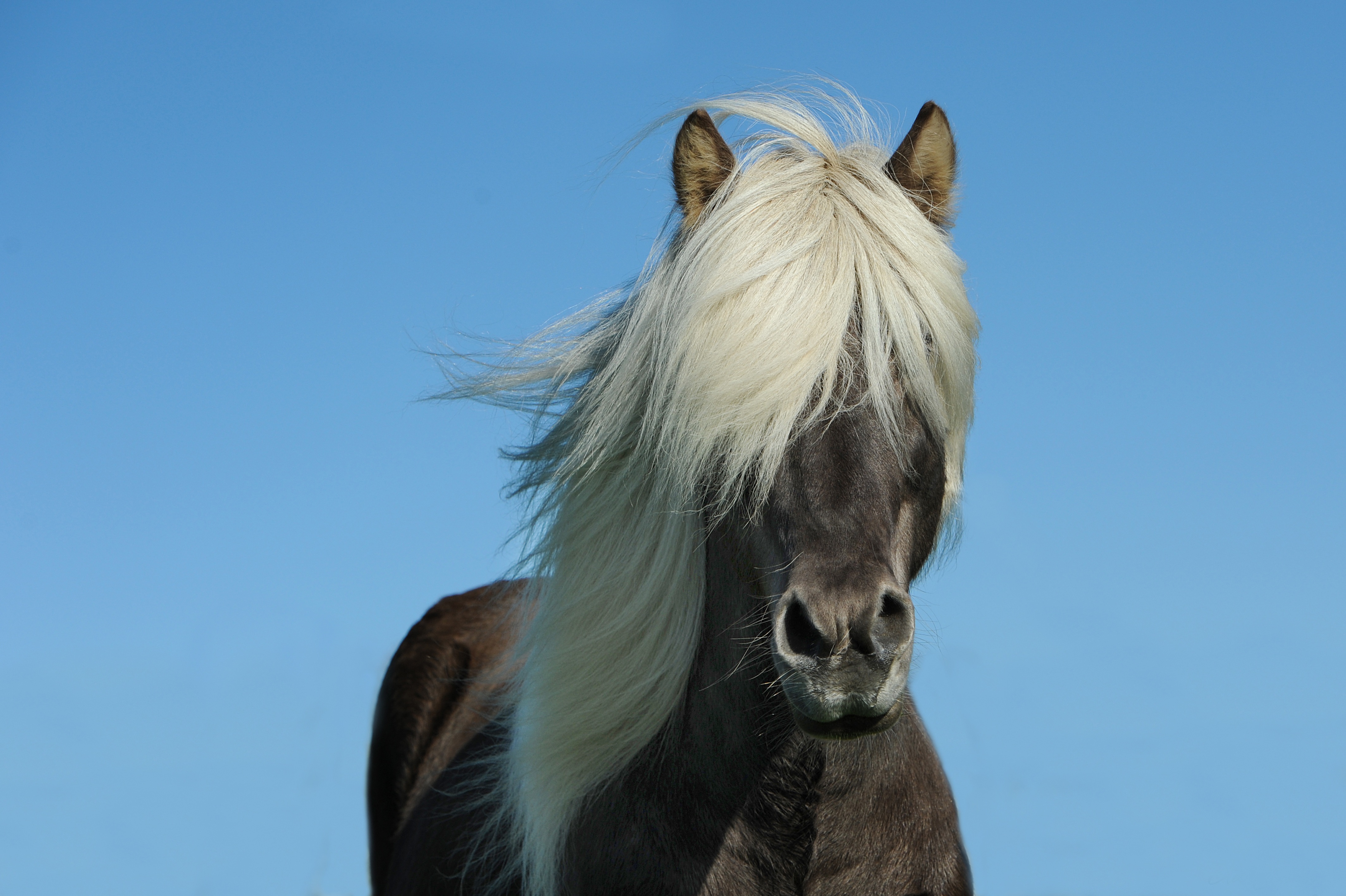 89719 скачать обои исландия лошадь, животные, лошадь, грива, небо - заставки и картинки бесплатно