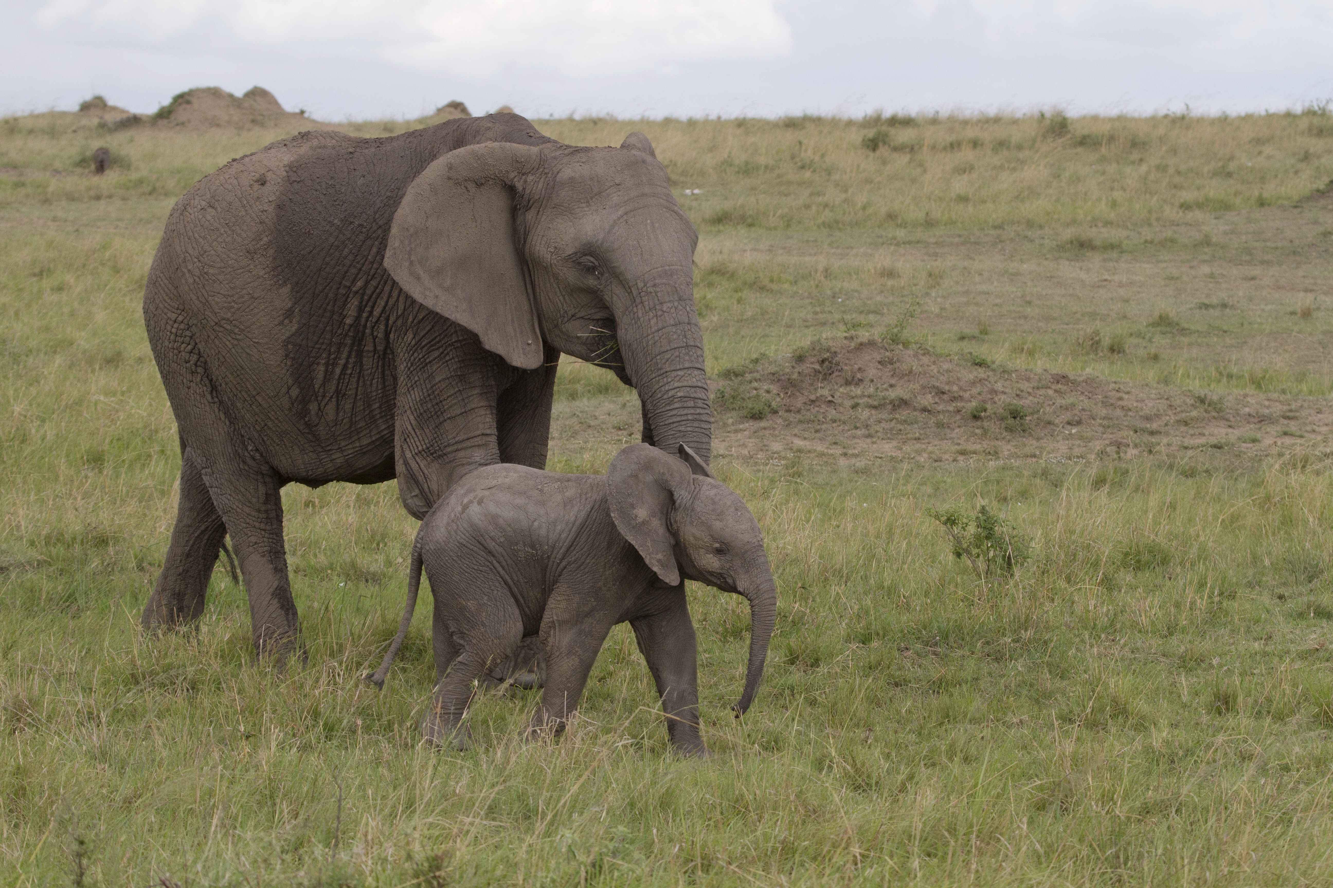 147183 скачать картинку африка, животные, природа, любовь, слониха, слонёнок - обои и заставки бесплатно