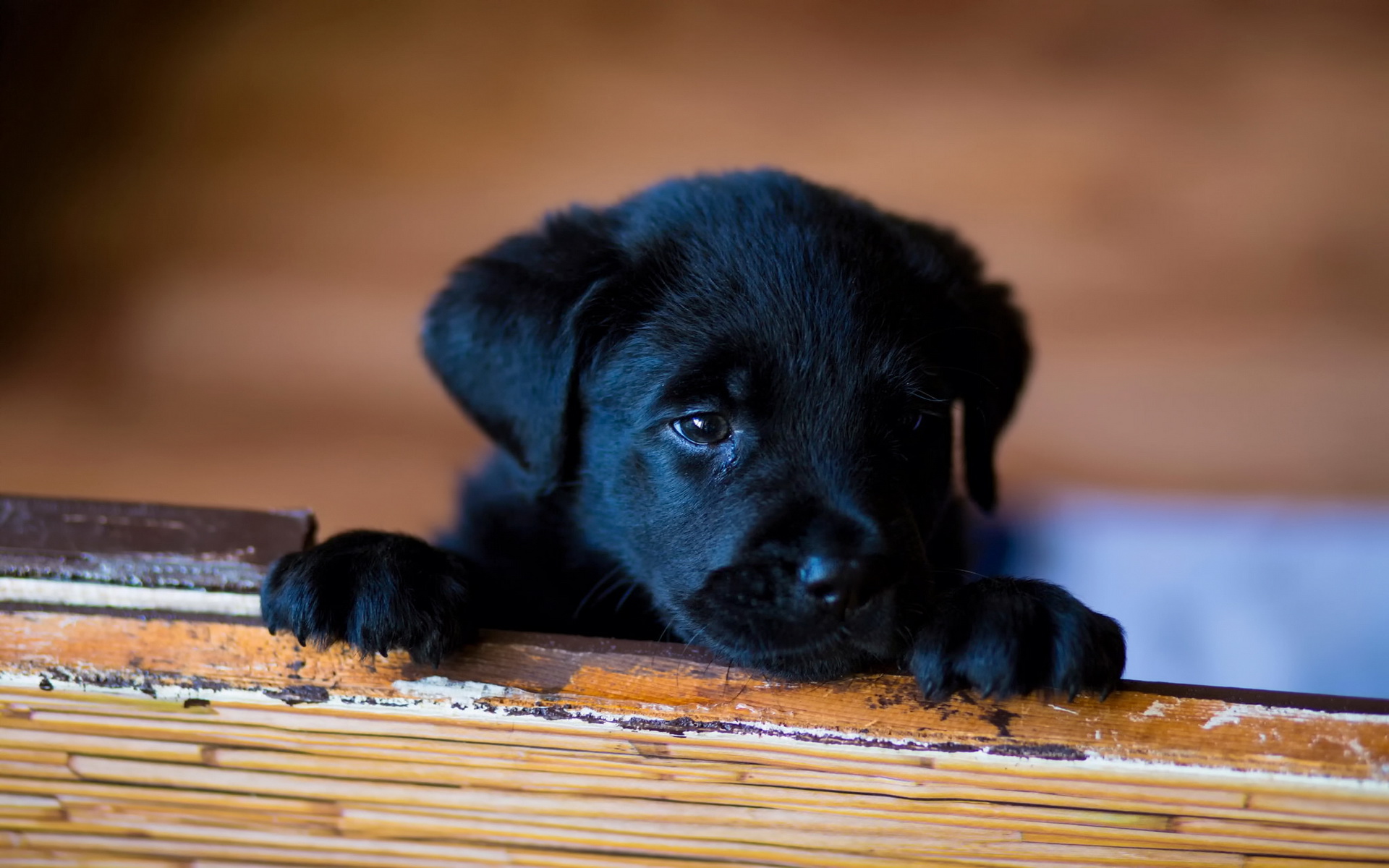 Free download wallpaper Puppy, Dogs, Animal on your PC desktop