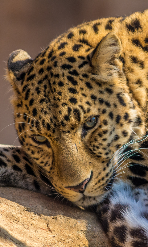 1105446 Protetores de tela e papéis de parede Gatos em seu telefone. Baixe  fotos gratuitamente