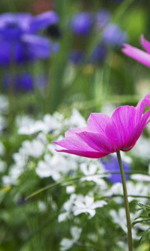 Descarga gratuita de fondo de pantalla para móvil de Flores, Flor, Tierra/naturaleza.