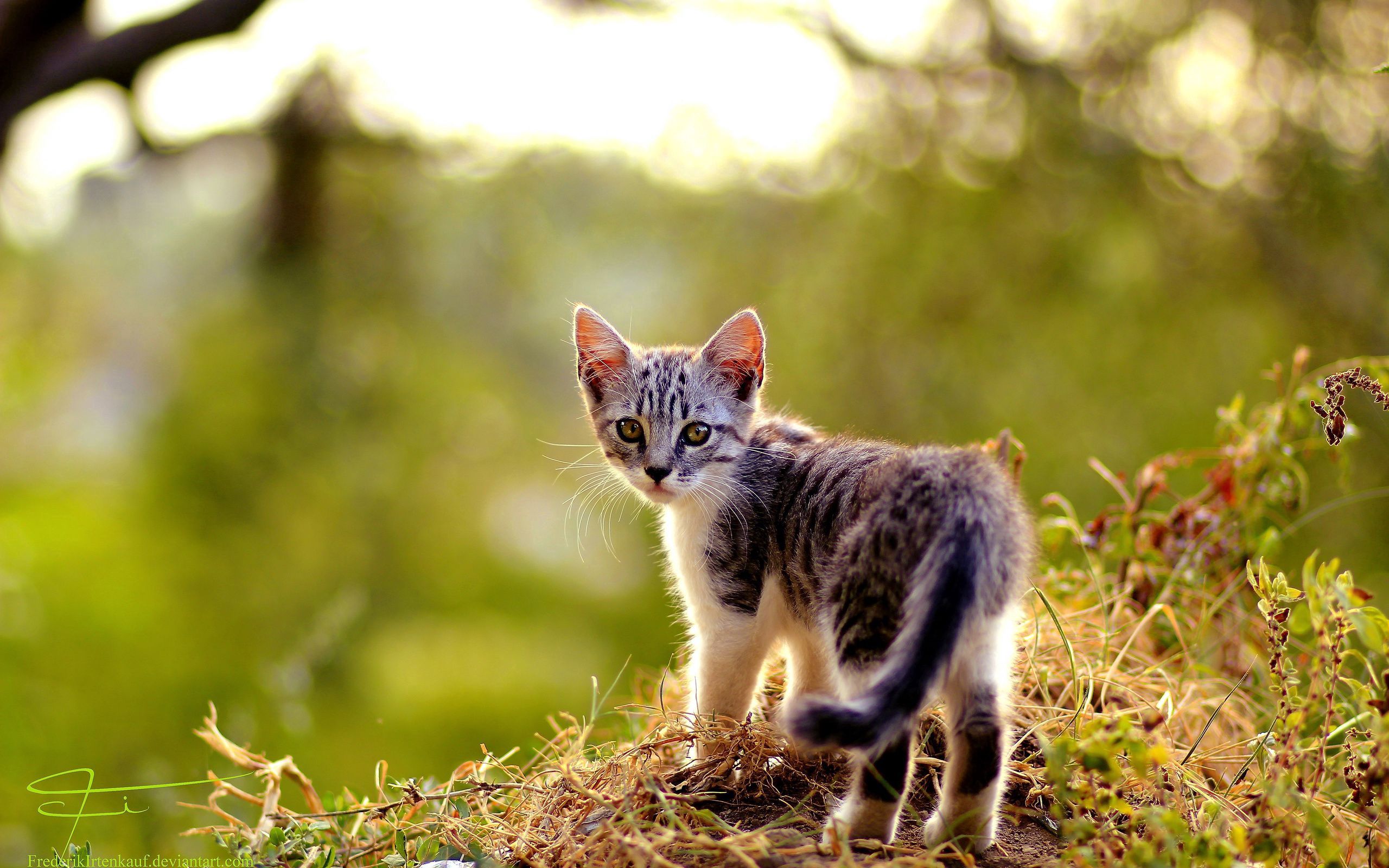 PCデスクトップに草, 動物, キティ, 葉, 子猫, 秋画像を無料でダウンロード