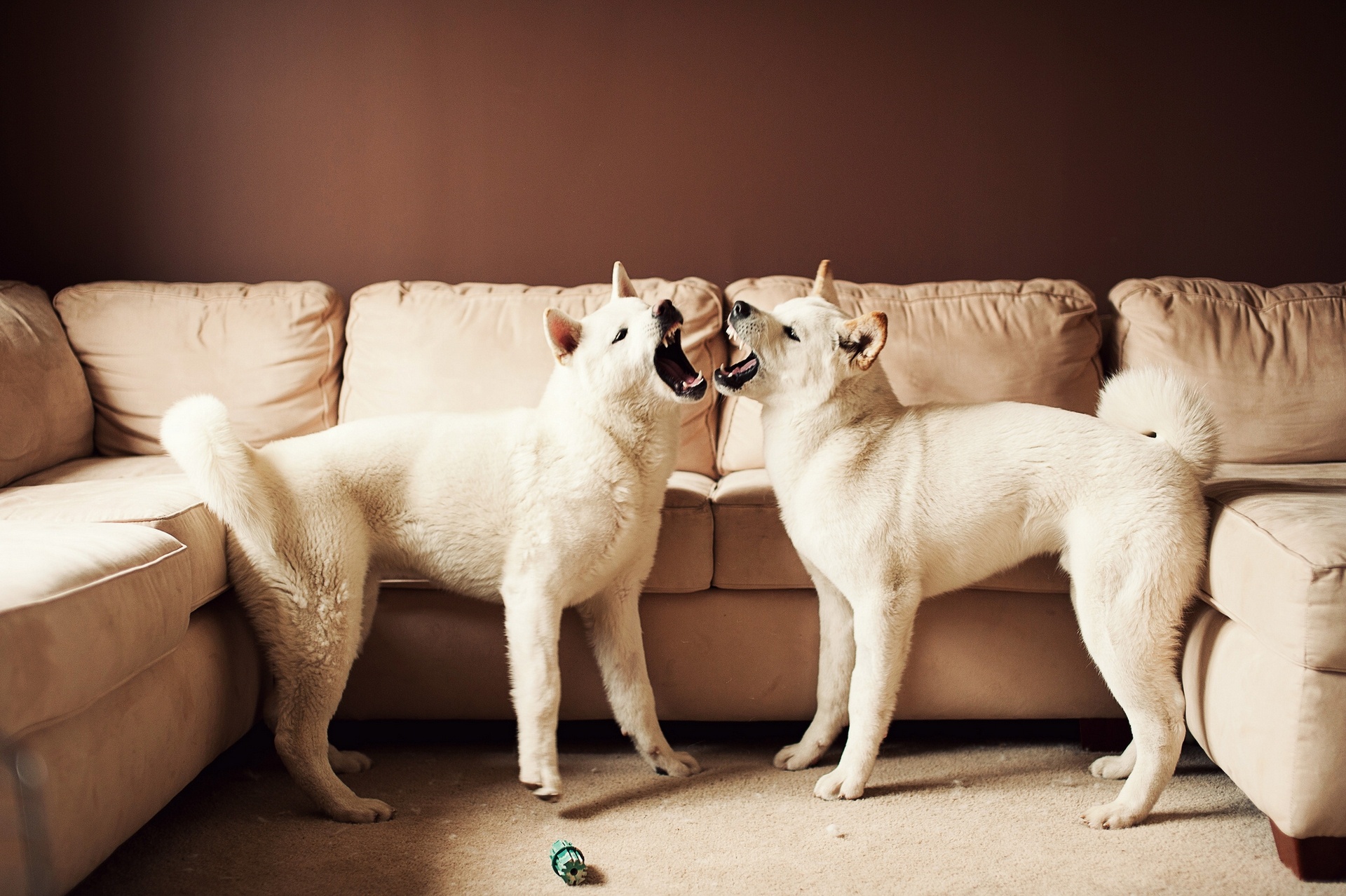 277009 baixar papel de parede animais, cão, akita, sofá, cães - protetores de tela e imagens gratuitamente