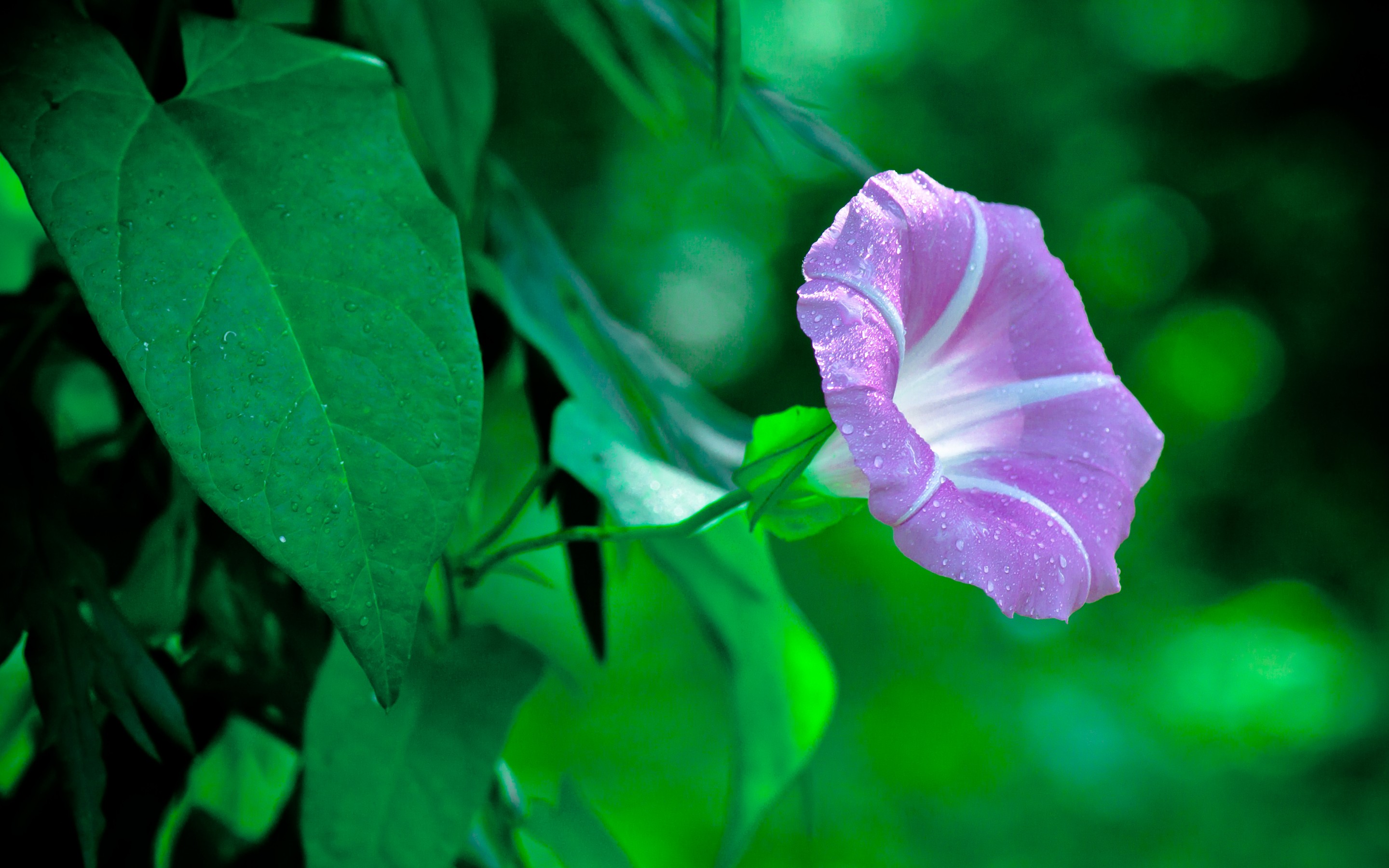 Descarga gratis la imagen Flores, Flor, Tierra/naturaleza en el escritorio de tu PC