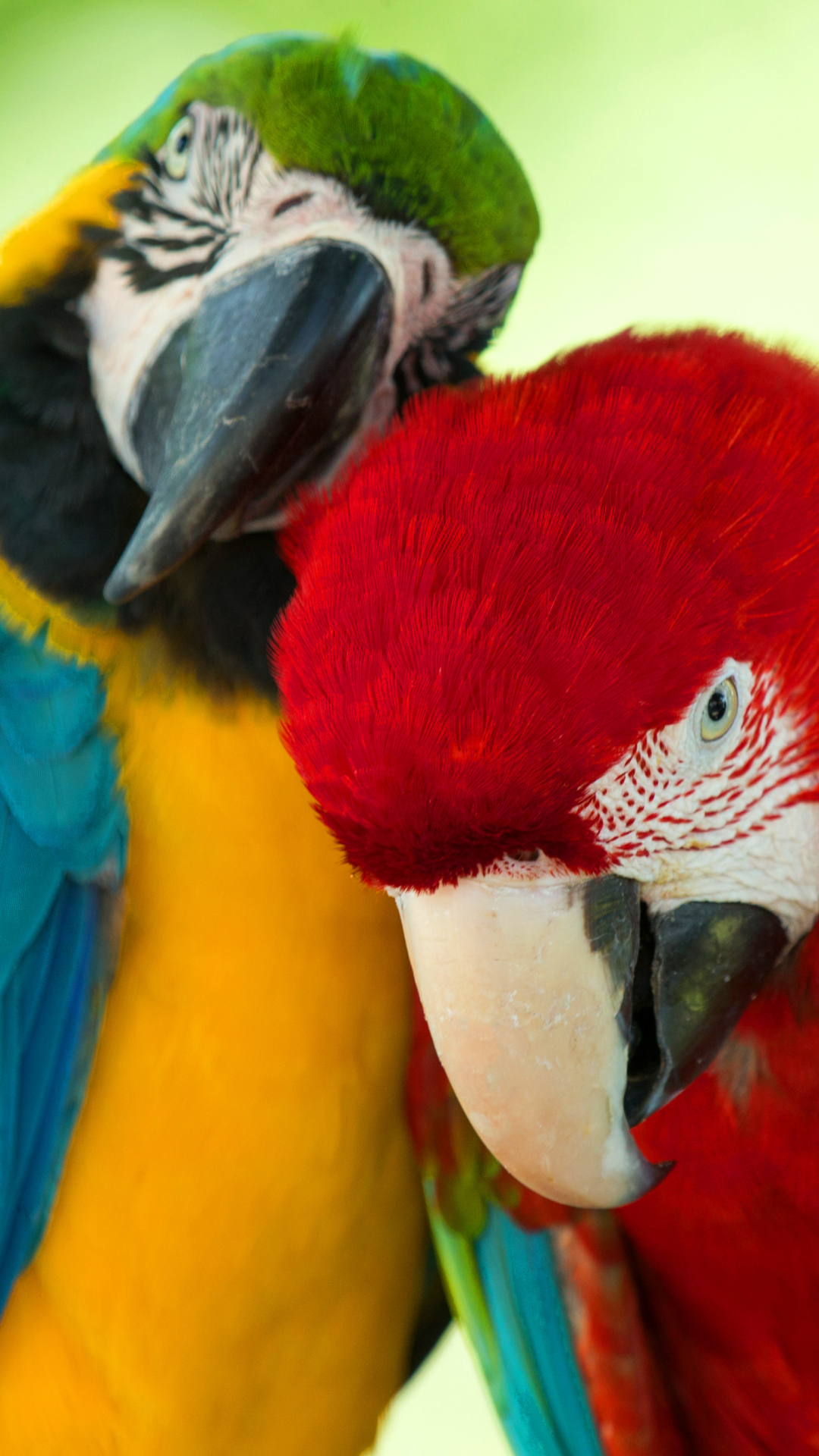 Descarga gratuita de fondo de pantalla para móvil de Animales, Guacamayo, Aves.