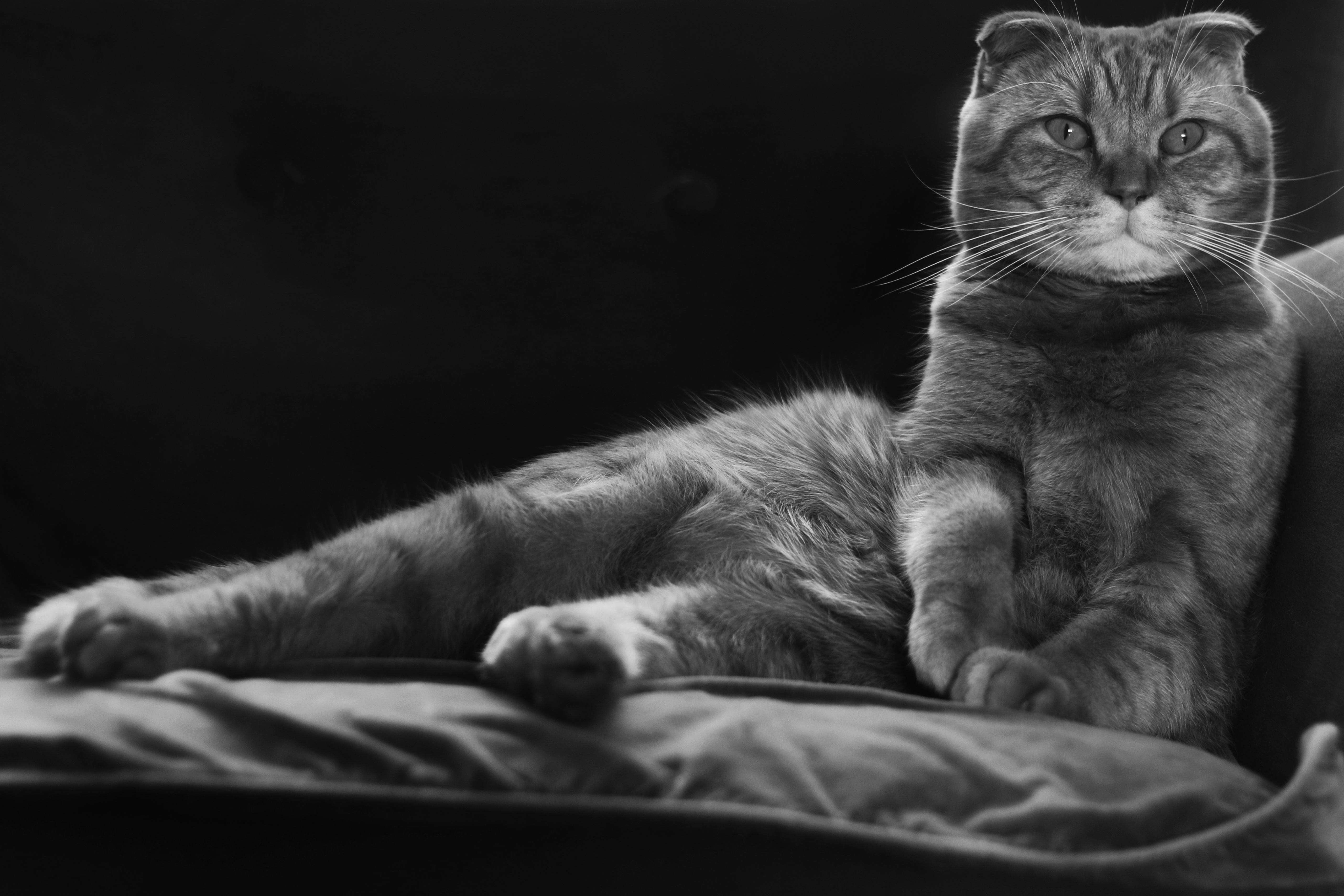 Download mobile wallpaper Cats, Cat, Monochrome, Animal, Black & White for free.