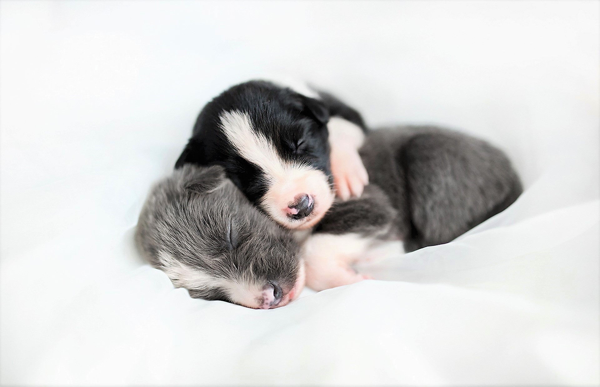PCデスクトップに動物, 犬, 子犬, 睡眠, 可愛い, 愛する, 抱擁, 赤ちゃん動物画像を無料でダウンロード