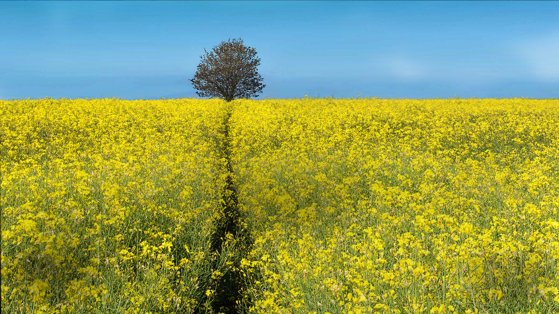 Download mobile wallpaper Summer, Tree, Earth, Field, Yellow Flower, Rapeseed for free.