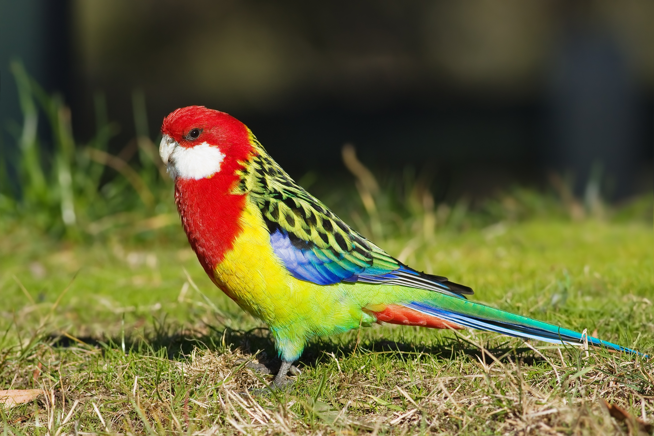 102377 Bild herunterladen farbe, tiere, grass, papageien, vogel - Hintergrundbilder und Bildschirmschoner kostenlos