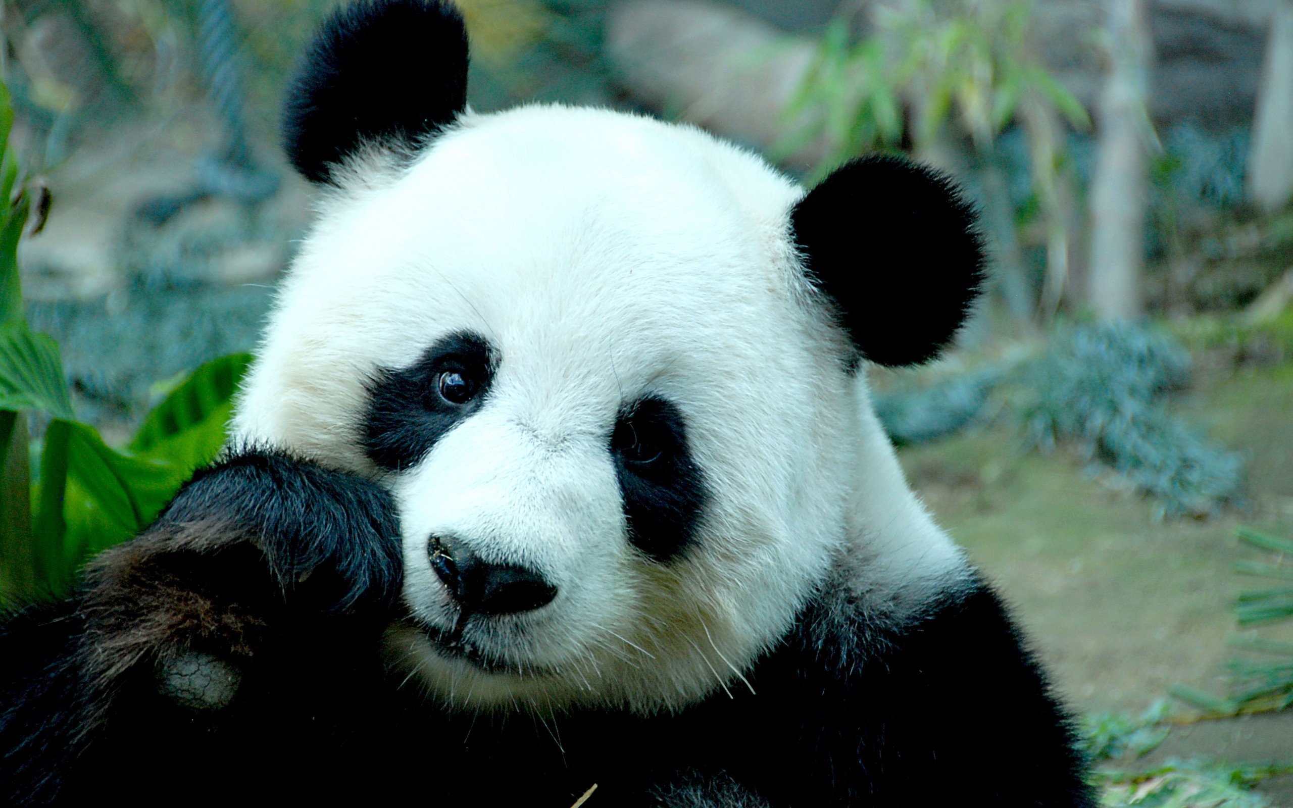 32212 скачать картинку панды, животные, бирюзовые - обои и заставки бесплатно