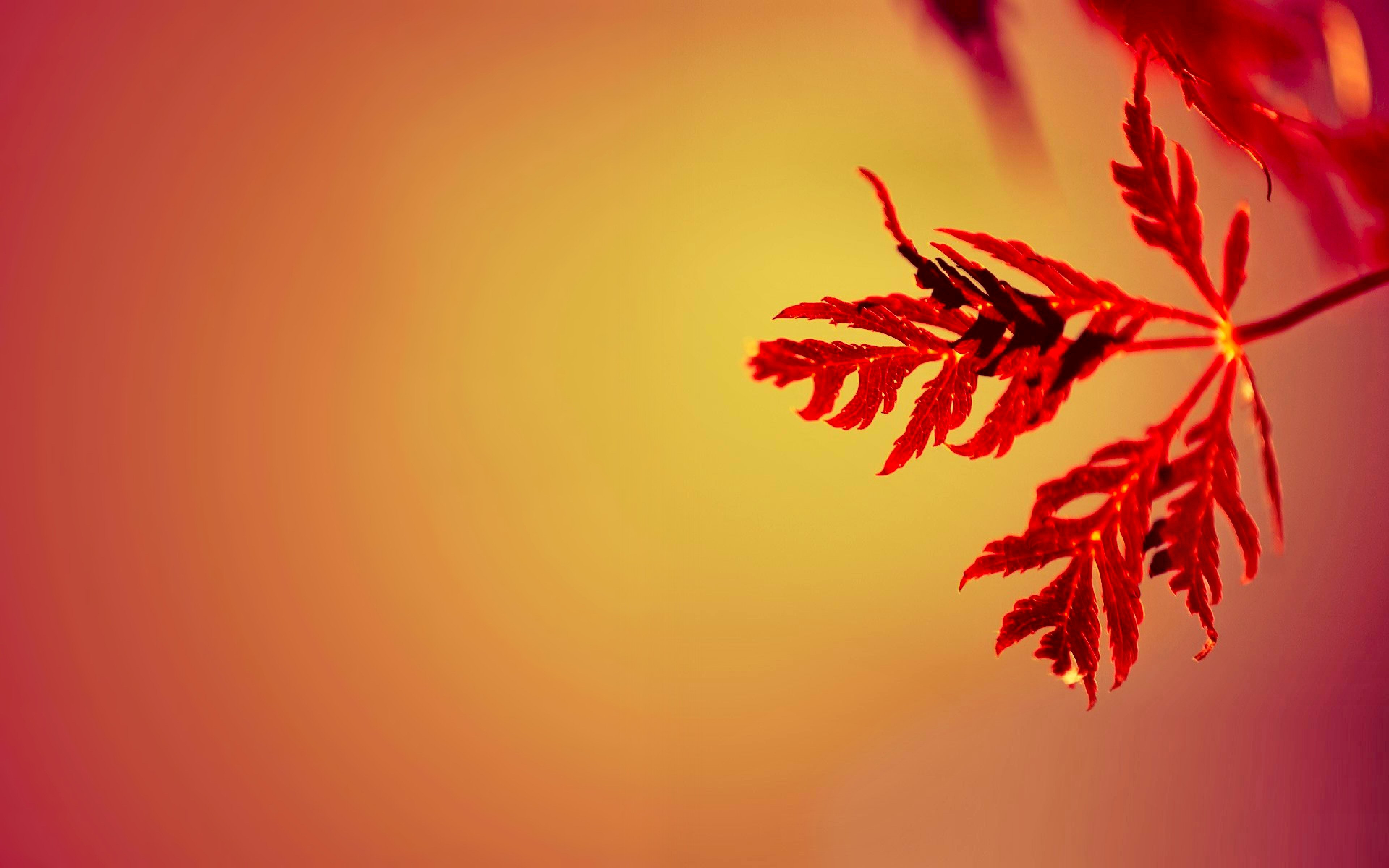 Free download wallpaper Nature, Leaf, Fall, Earth, Orange (Color) on your PC desktop