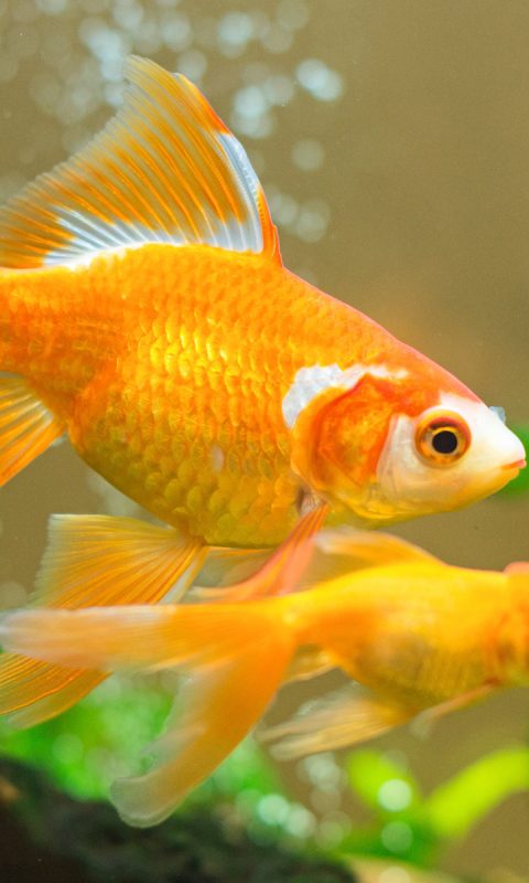 Handy-Wallpaper Tiere, Fische, Aquarium, Fisch, Goldfische kostenlos herunterladen.