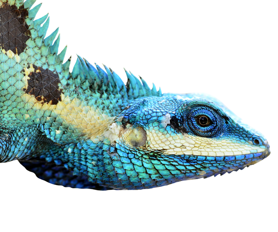Download mobile wallpaper Animal, Lizard, Reptiles for free.