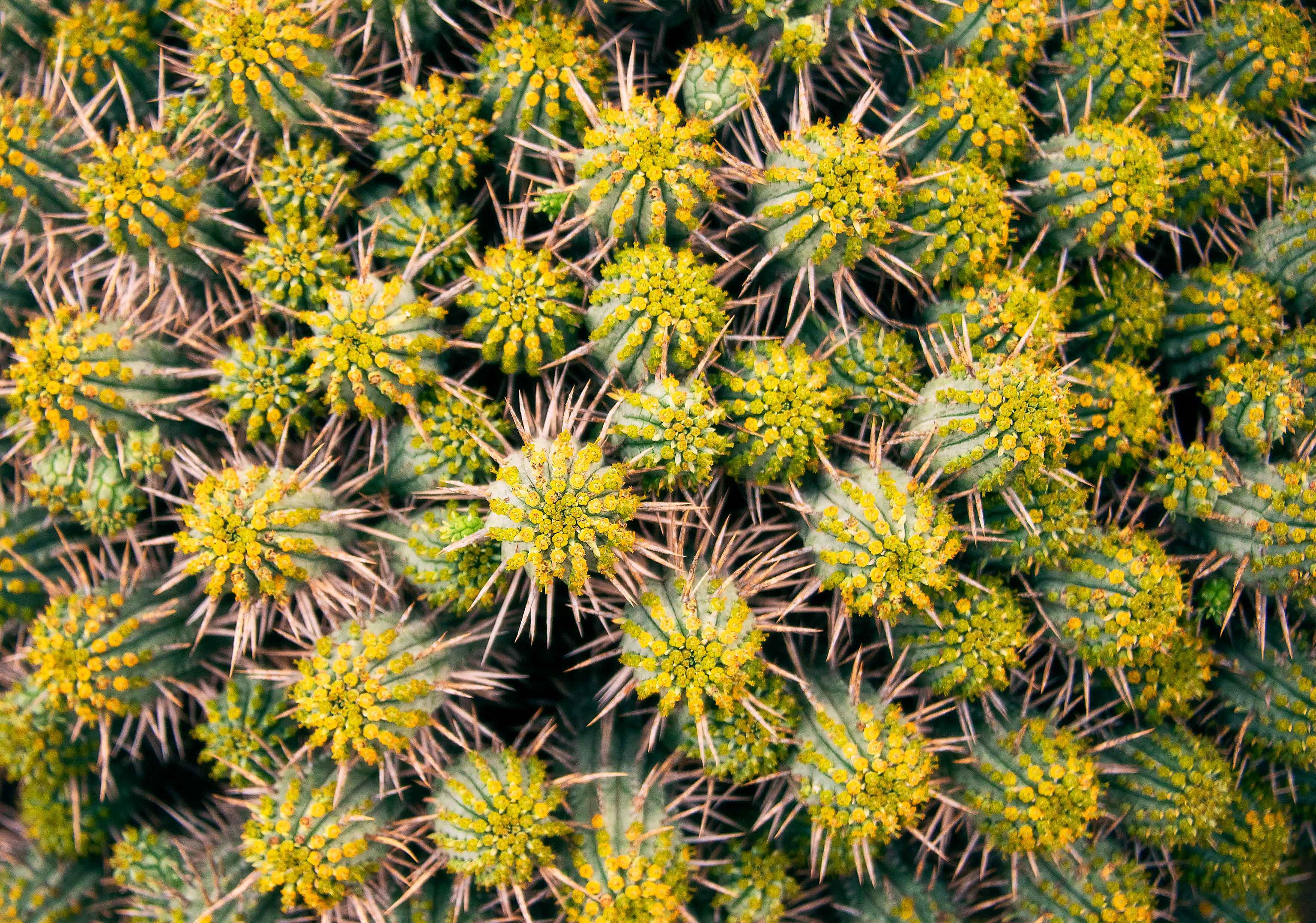 nature, needle, plant, macro, cactus, thorns, prickles