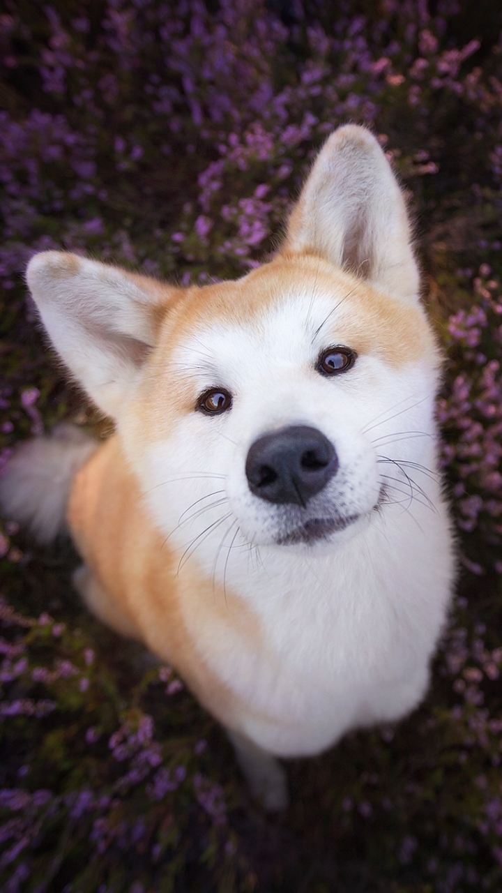 Download mobile wallpaper Dogs, Dog, Muzzle, Animal, Shiba Inu, Stare for free.