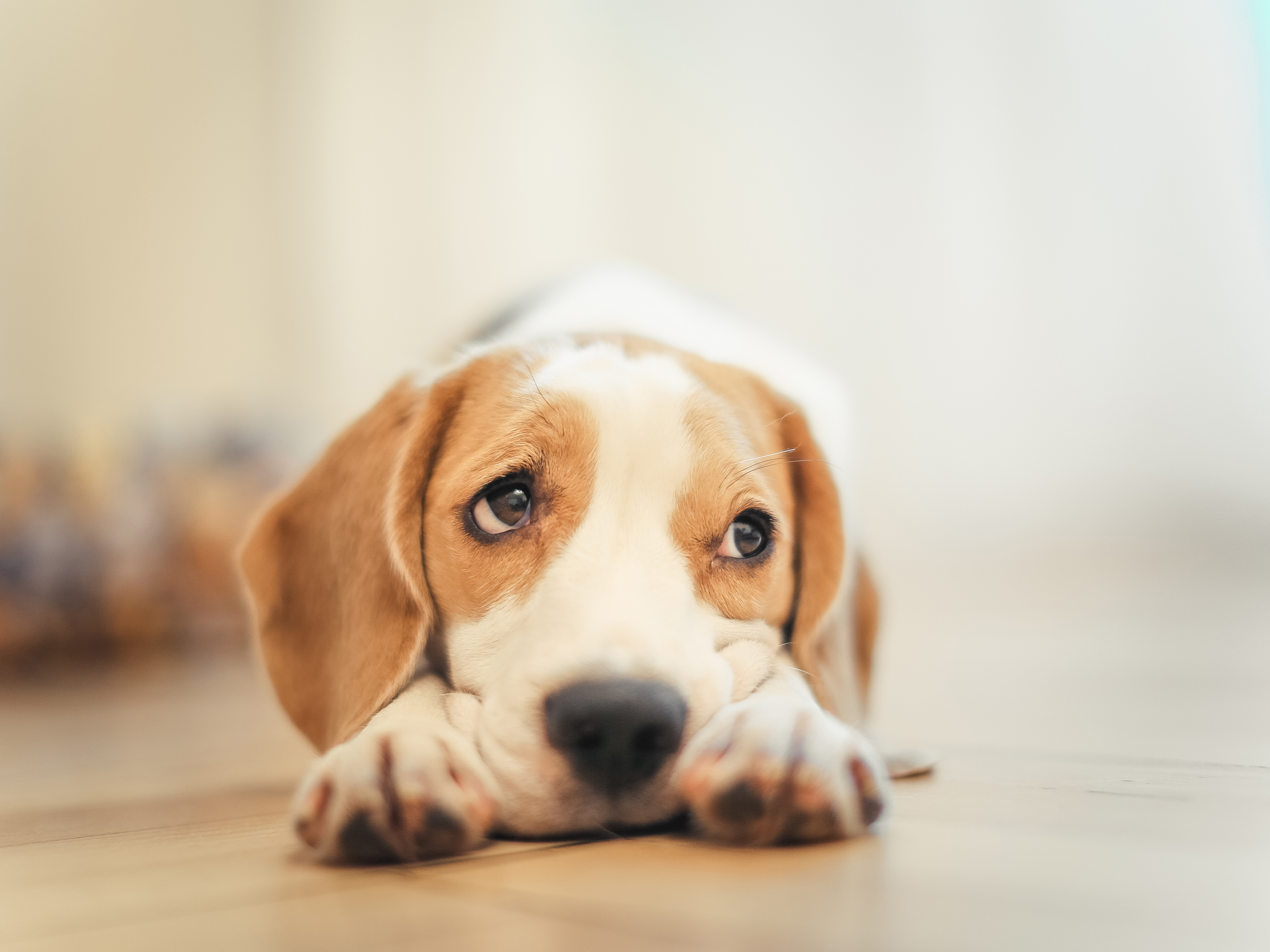 Free download wallpaper Dogs, Dog, Muzzle, Blur, Animal, Beagle on your PC desktop