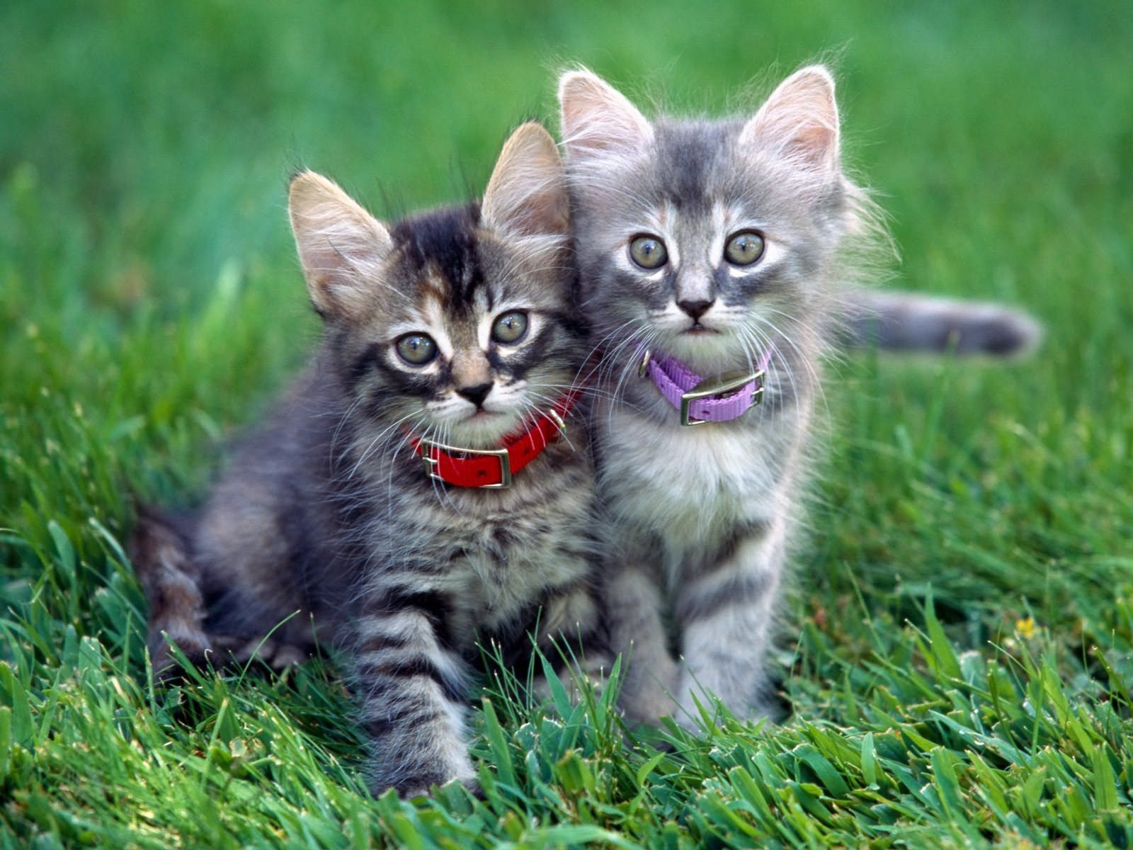 Download mobile wallpaper Kittens, Collar, Grass, Animals, Pair, Couple for free.