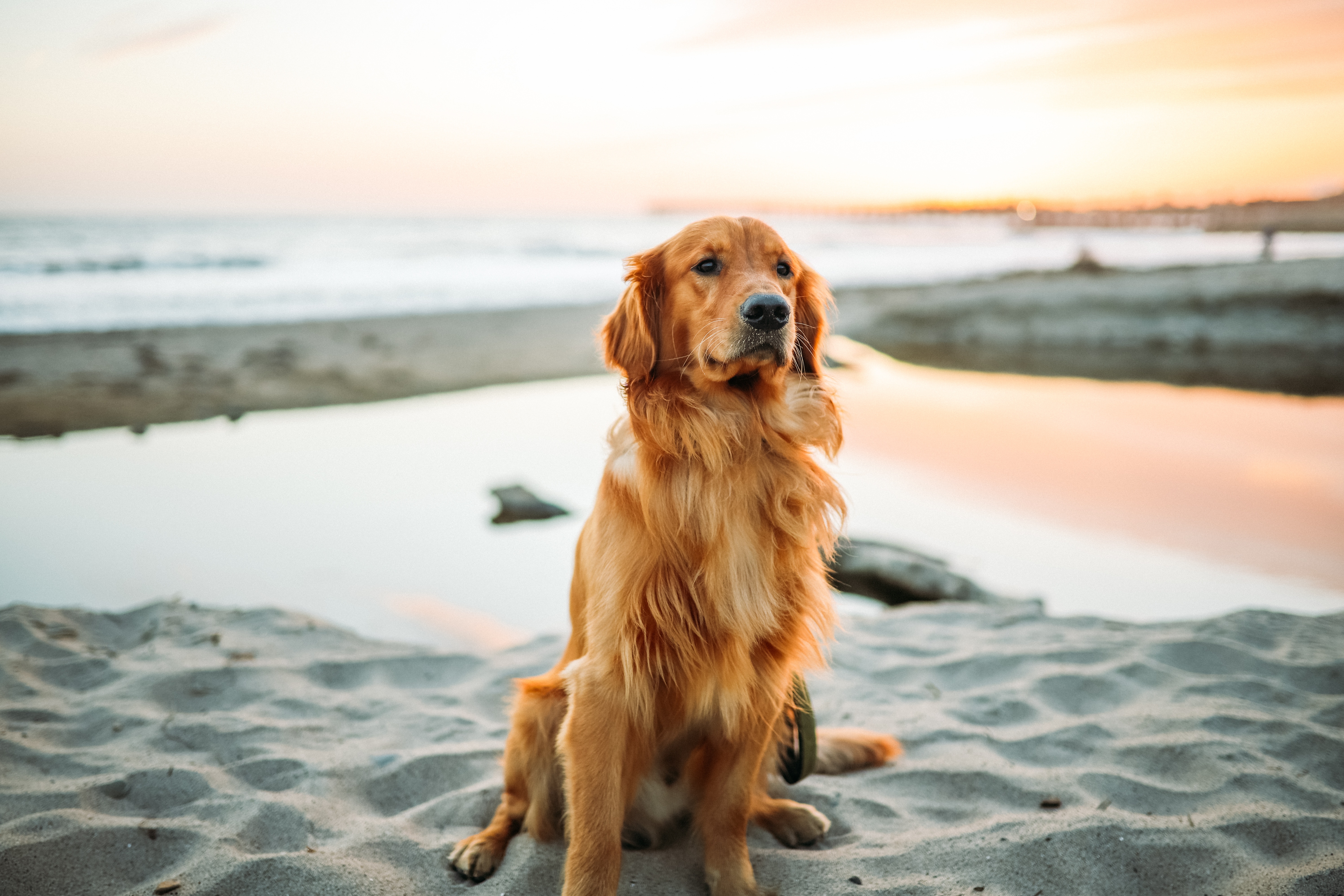 golden retriever, dog, animals, sand, is sitting, sits Full HD