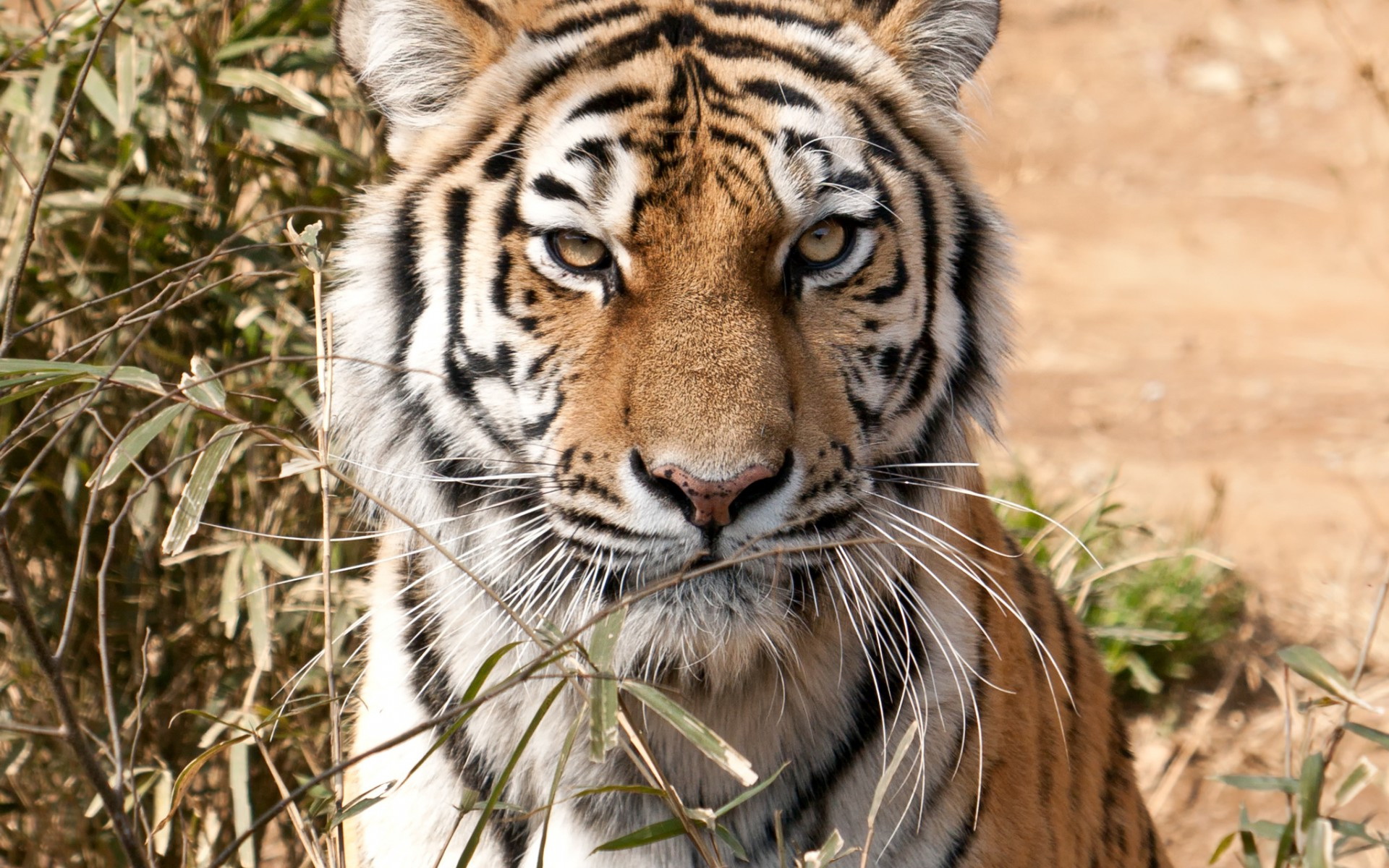 Téléchargez des papiers peints mobile Animaux, Chats, Tigre gratuitement.