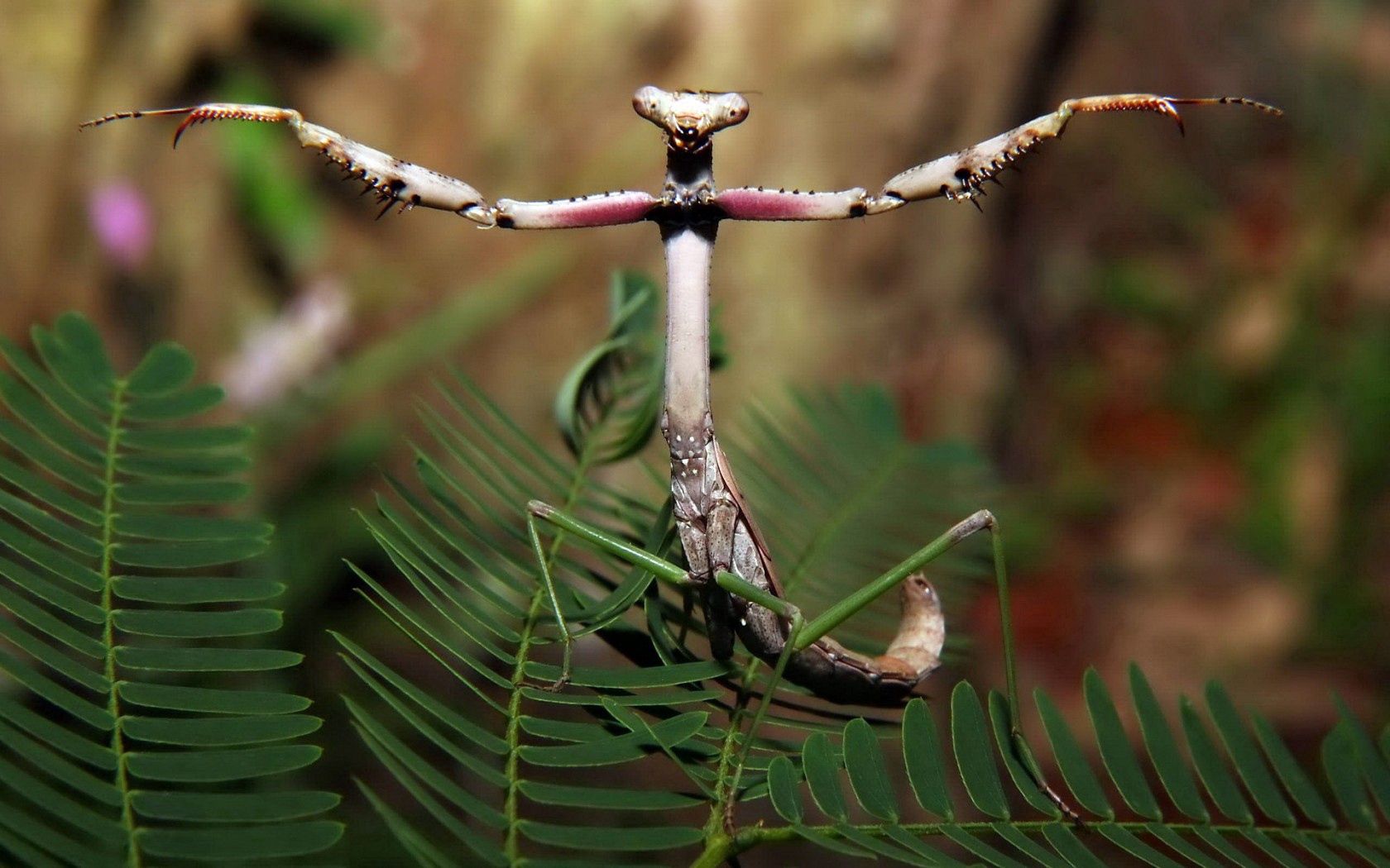 plant, macro, forest, mantis, insect, paws