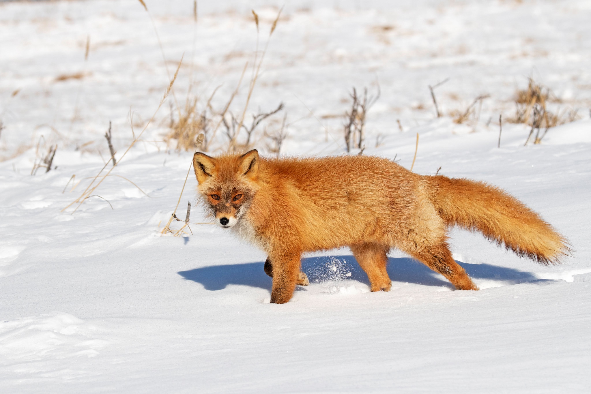 PCデスクトップに動物, 冬, 雪, 狐画像を無料でダウンロード