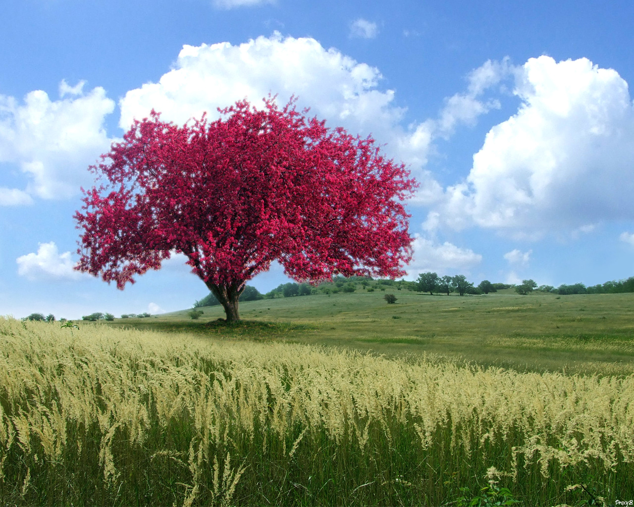 Baixe gratuitamente a imagem Árvore, Terra/natureza na área de trabalho do seu PC