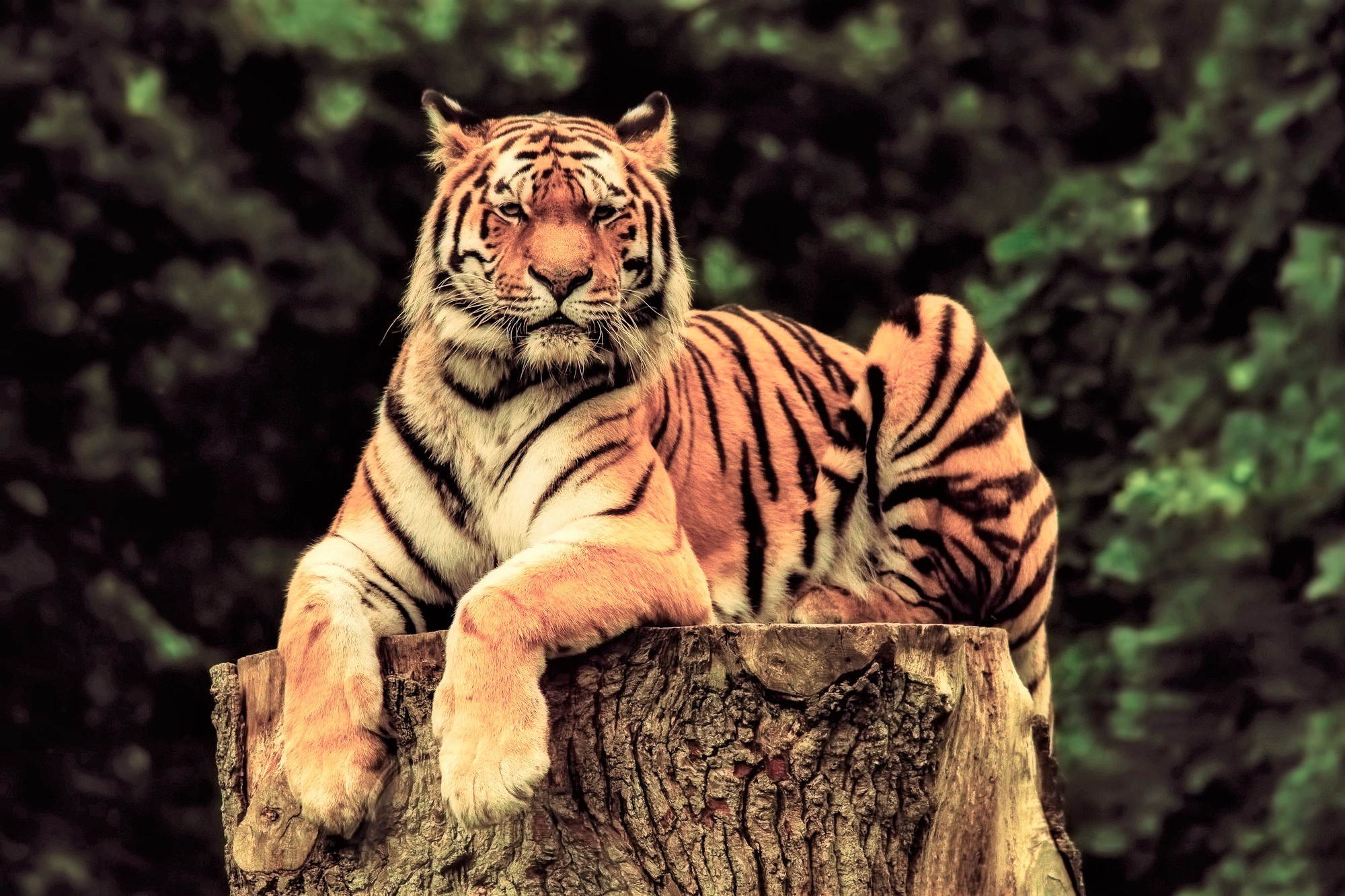 417936画像をダウンロード動物, 虎, 切り株, 猫-壁紙とスクリーンセーバーを無料で