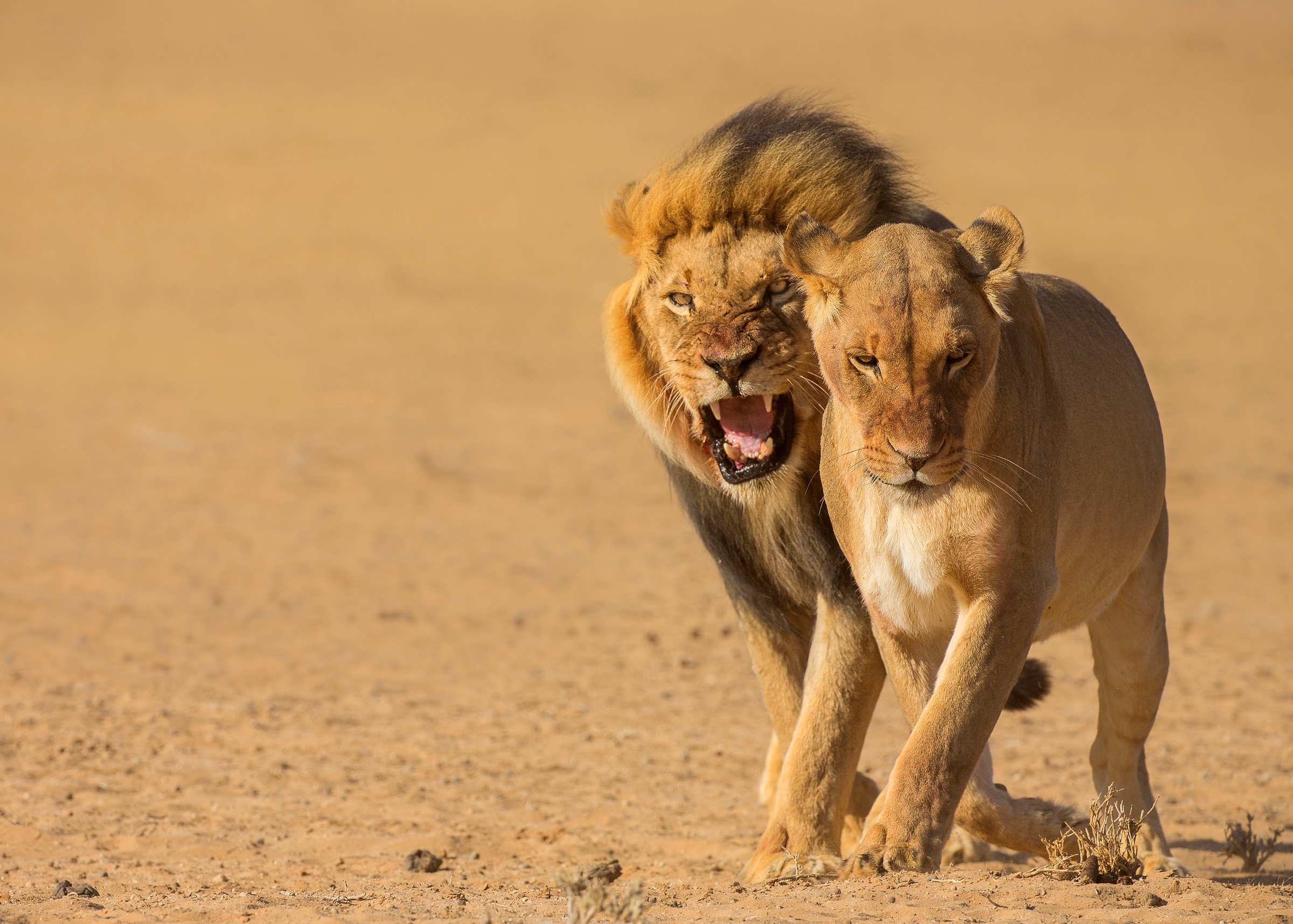 Laden Sie das Tiere, Katzen, Löwe-Bild kostenlos auf Ihren PC-Desktop herunter