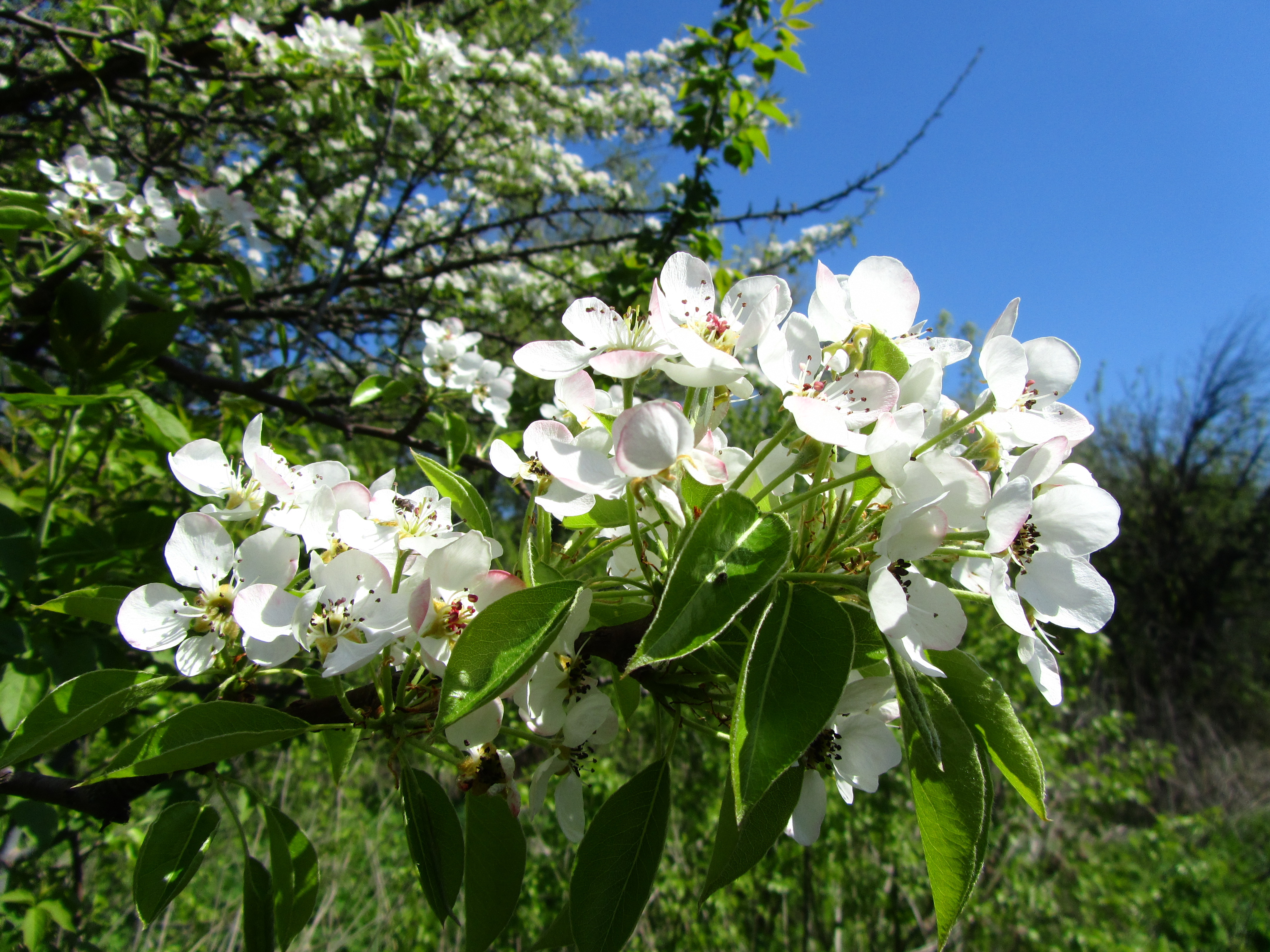 Free download wallpaper Flowers, Flower, Earth on your PC desktop