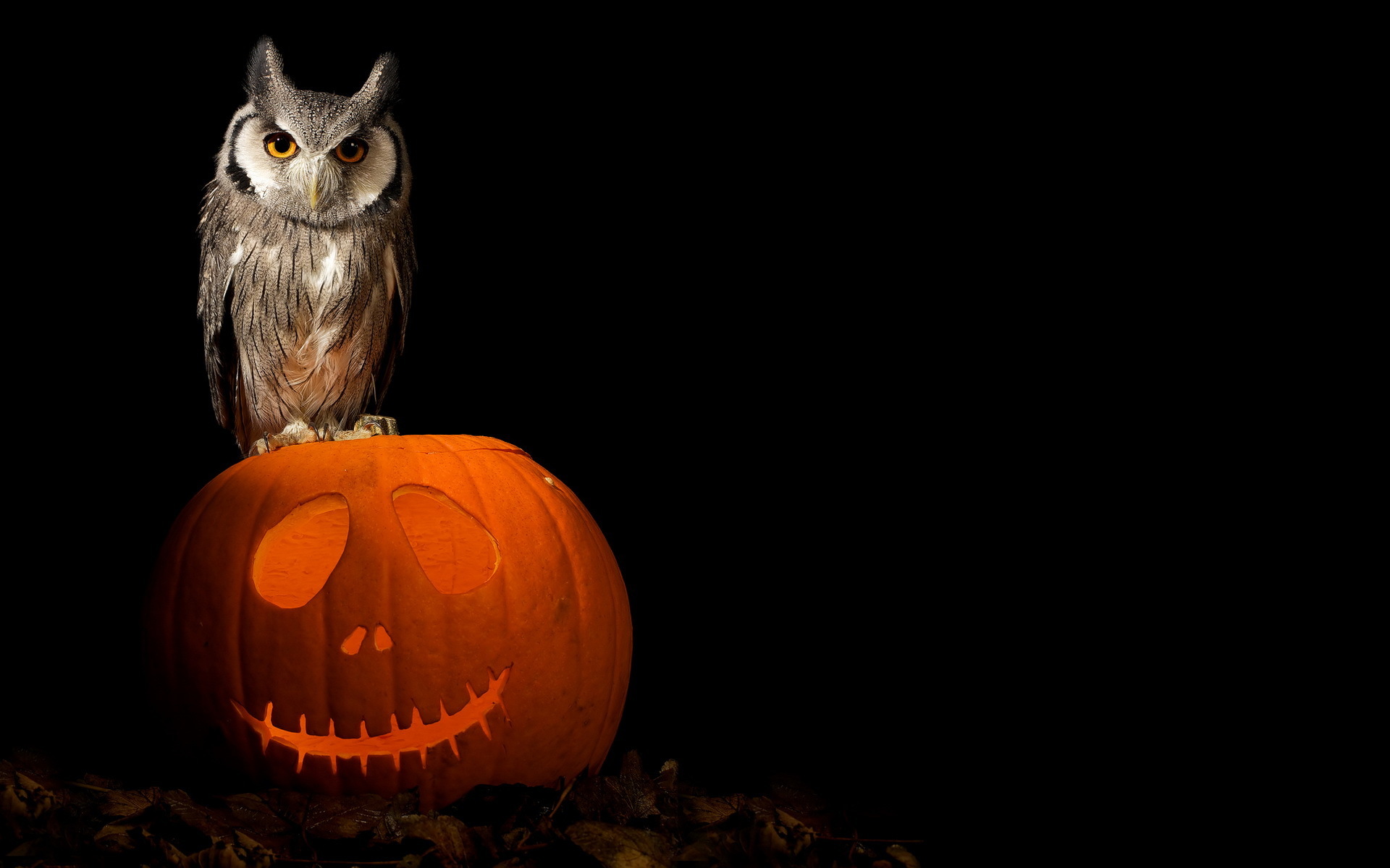 Free download wallpaper Halloween, Owl, Holiday, Jack O' Lantern on your PC desktop