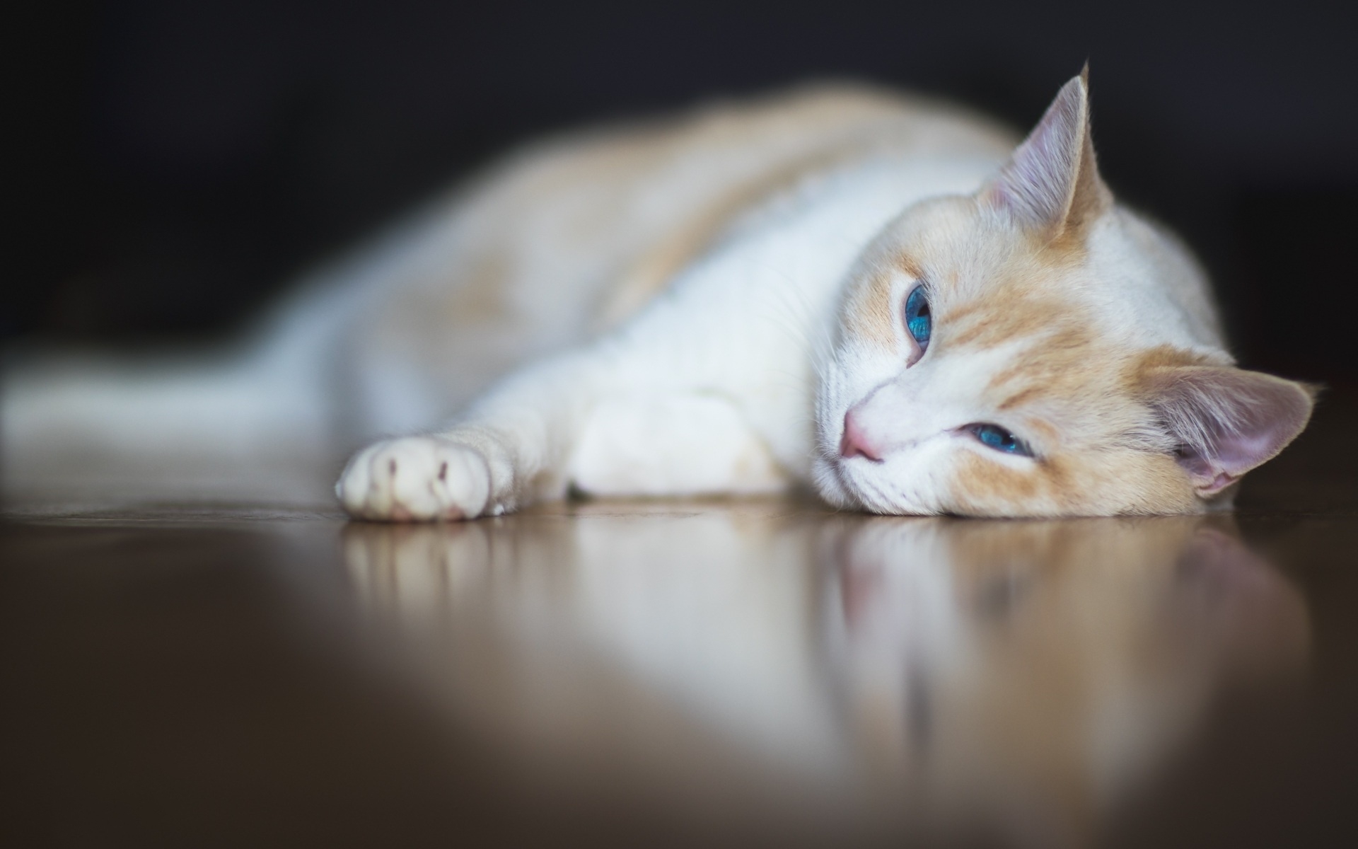 Baixe gratuitamente a imagem Animais, Gatos, Gato na área de trabalho do seu PC