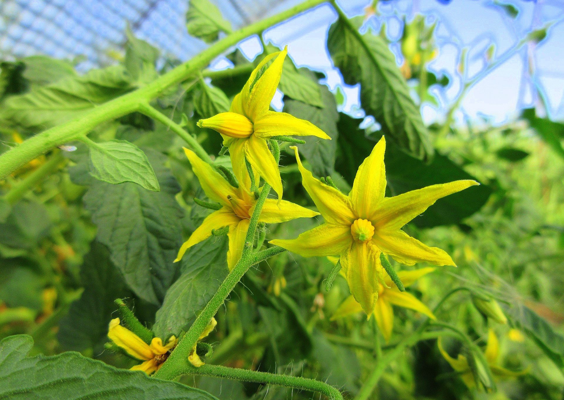 Descarga gratis la imagen Flores, Flor, Tierra/naturaleza en el escritorio de tu PC