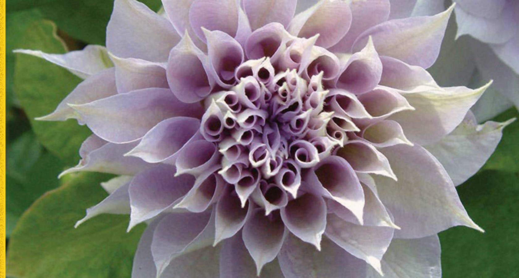 Téléchargez gratuitement l'image Fleur, Terre, Dahlia, Fleur Mauve, Terre/nature sur le bureau de votre PC