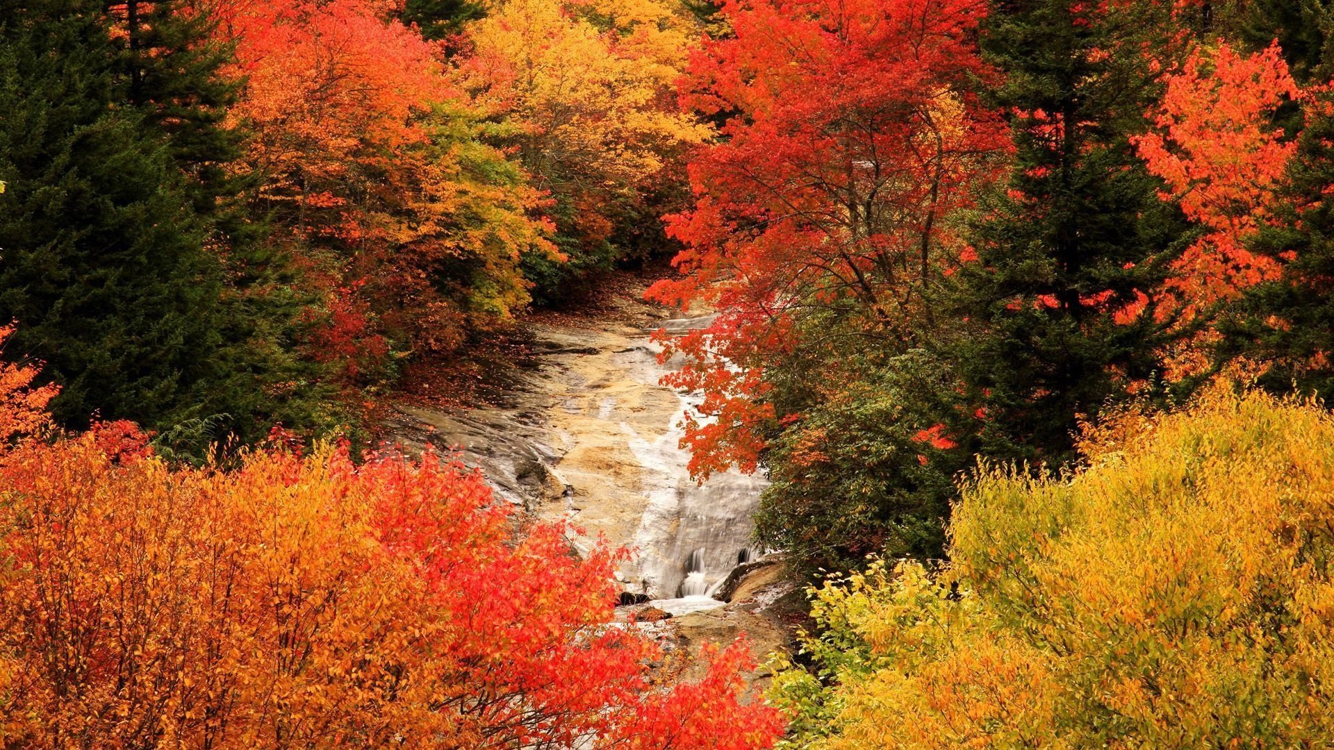 Download mobile wallpaper Forest, Tree, Fall, Earth, Stream for free.