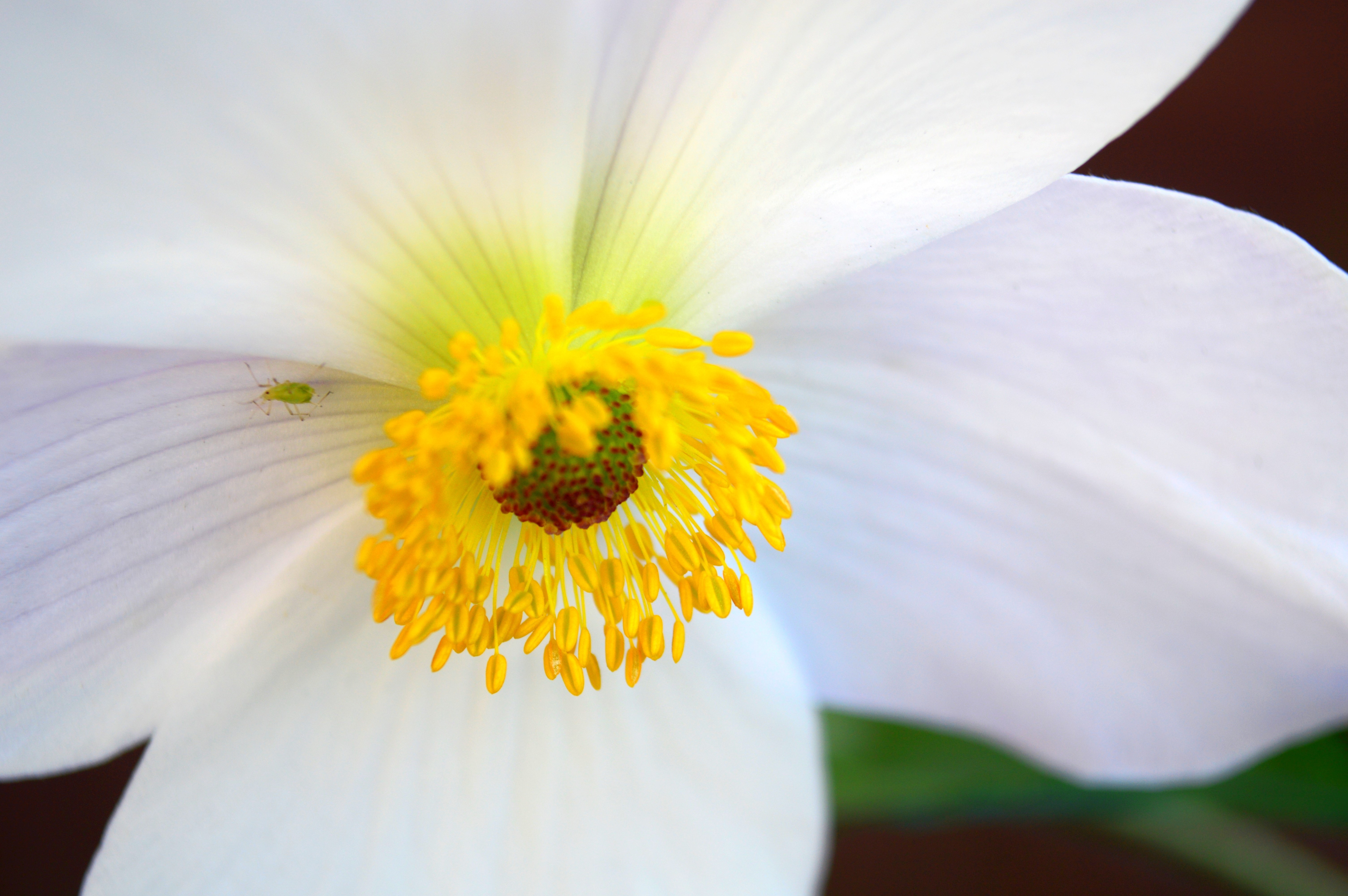 Download mobile wallpaper Flowers, Flower, Close Up, Earth, Petal, Anemone, White Flower for free.