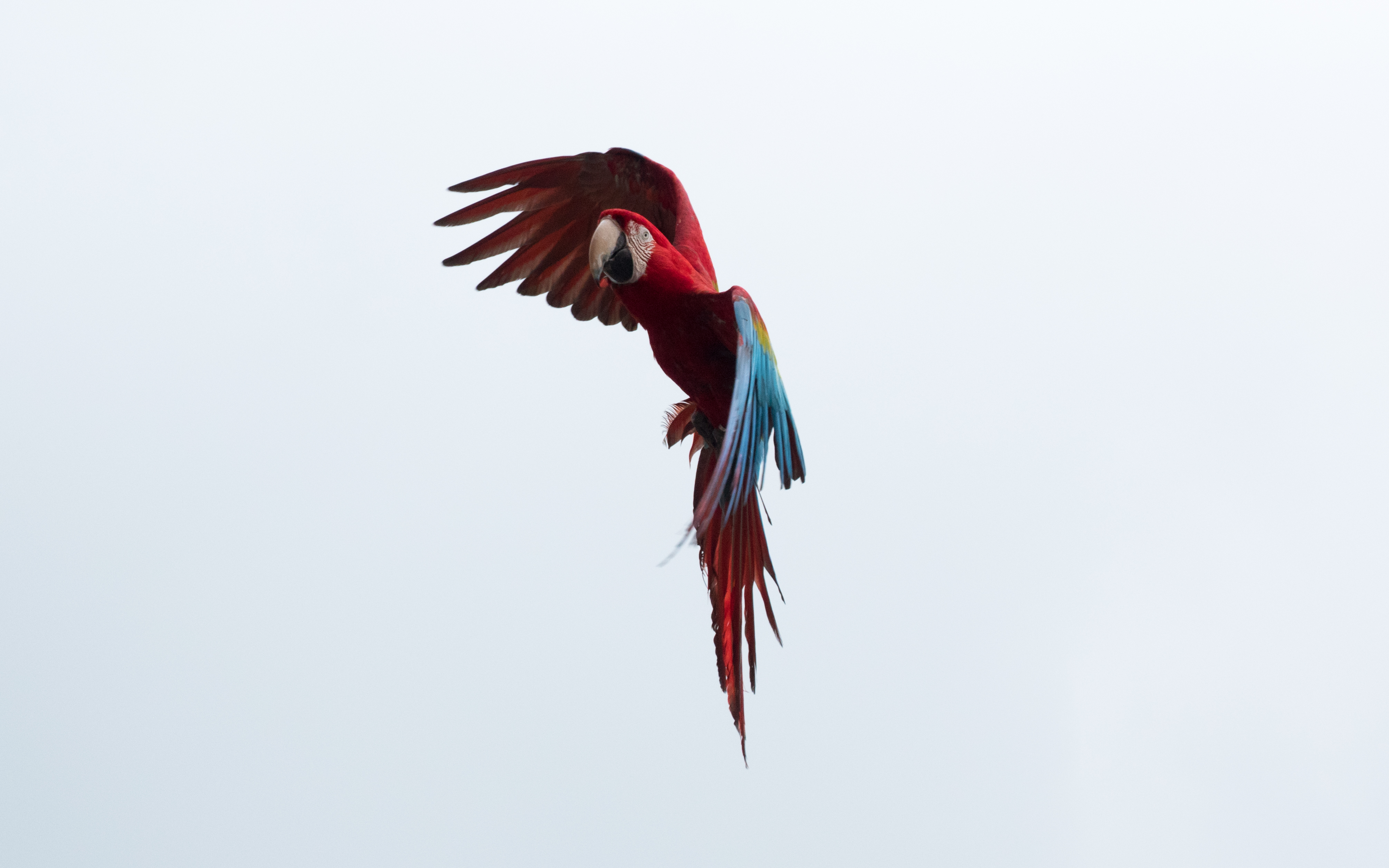 bird, parrots, animals, sky, flight, macaw HD wallpaper