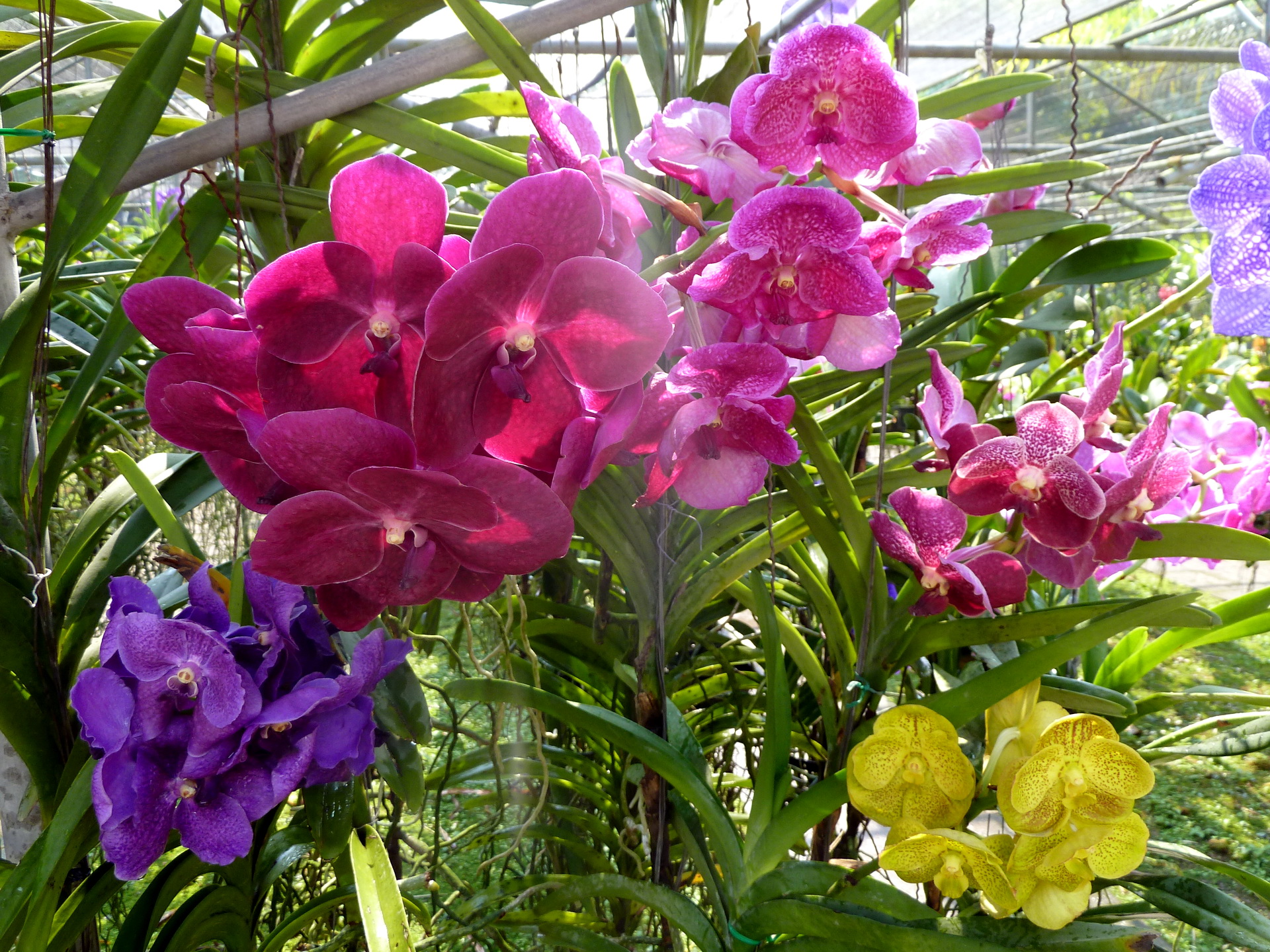 Téléchargez des papiers peints mobile Orchidée, Fleurs, Fleur, Terre/nature gratuitement.