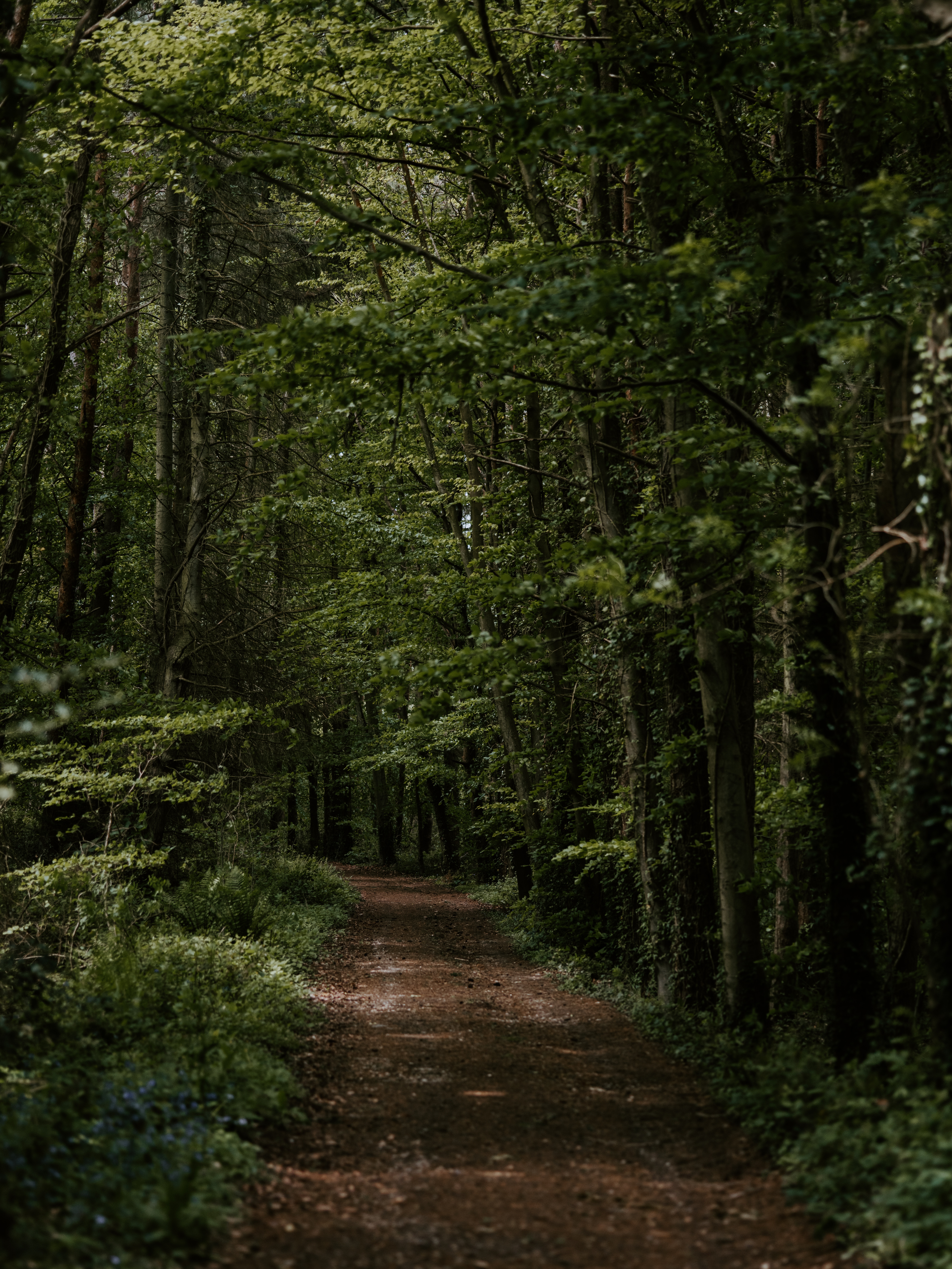 Free download wallpaper Trees, Vegetation, Path, Trail, Nature, Turn, Forest on your PC desktop