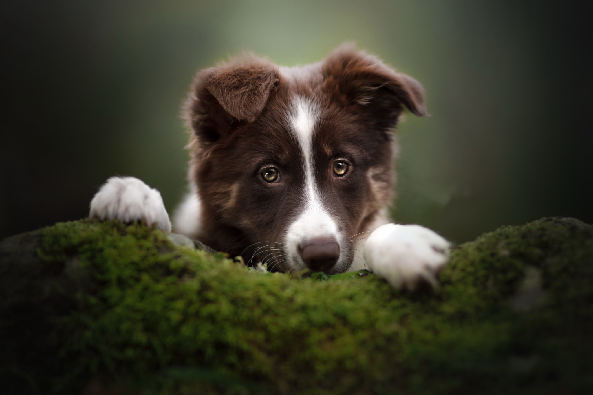 Download mobile wallpaper Dogs, Dog, Animal, Border Collie, Baby Animal for free.