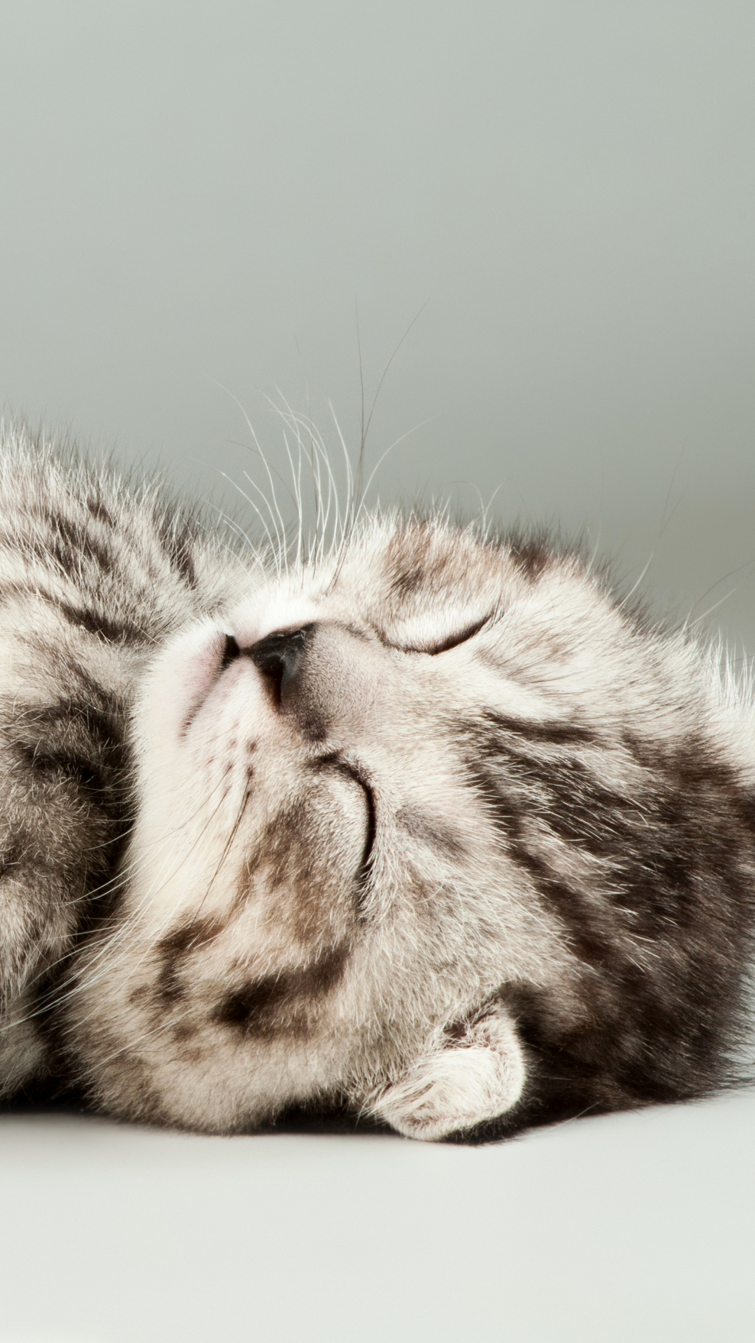 Скачати мобільні шпалери Кішка, Тварина, Коти, Спить безкоштовно.