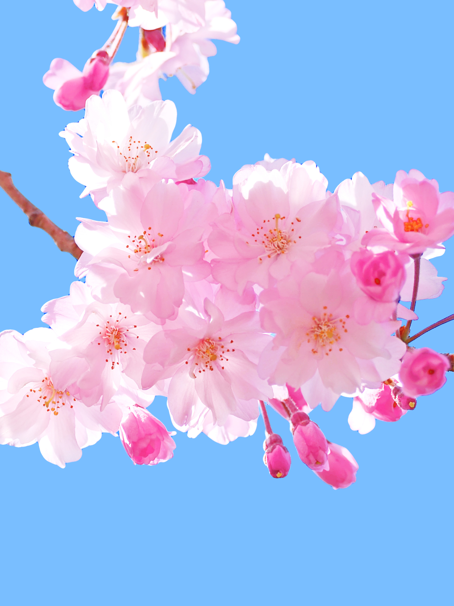 Free download wallpaper Flowers, Sky, Flower, Branch, Earth, Blossom, Pink Flower on your PC desktop