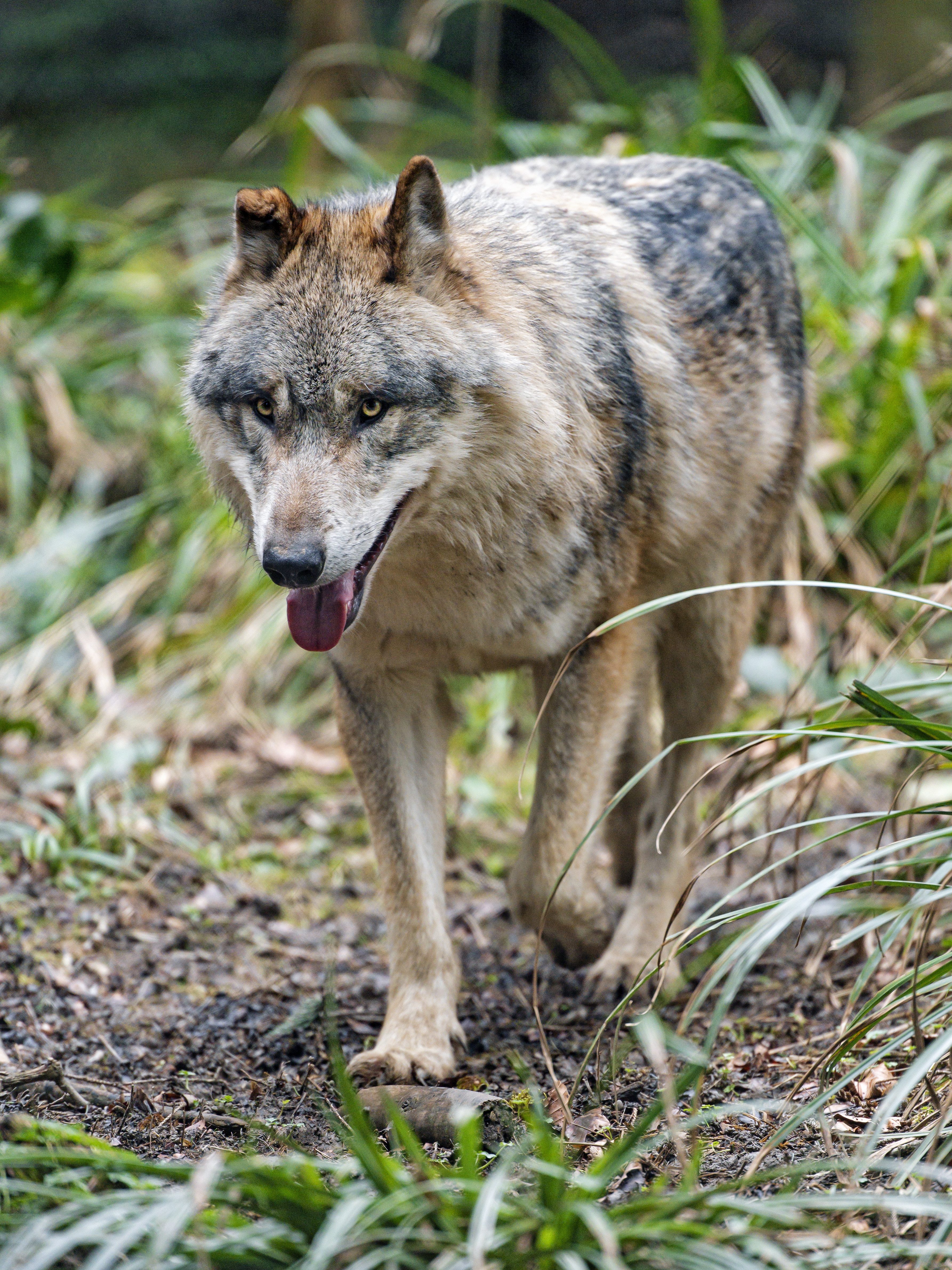 Download mobile wallpaper Protruding Tongue, Tongue Stuck Out, Predator, Muzzle, Animals, Wolf for free.