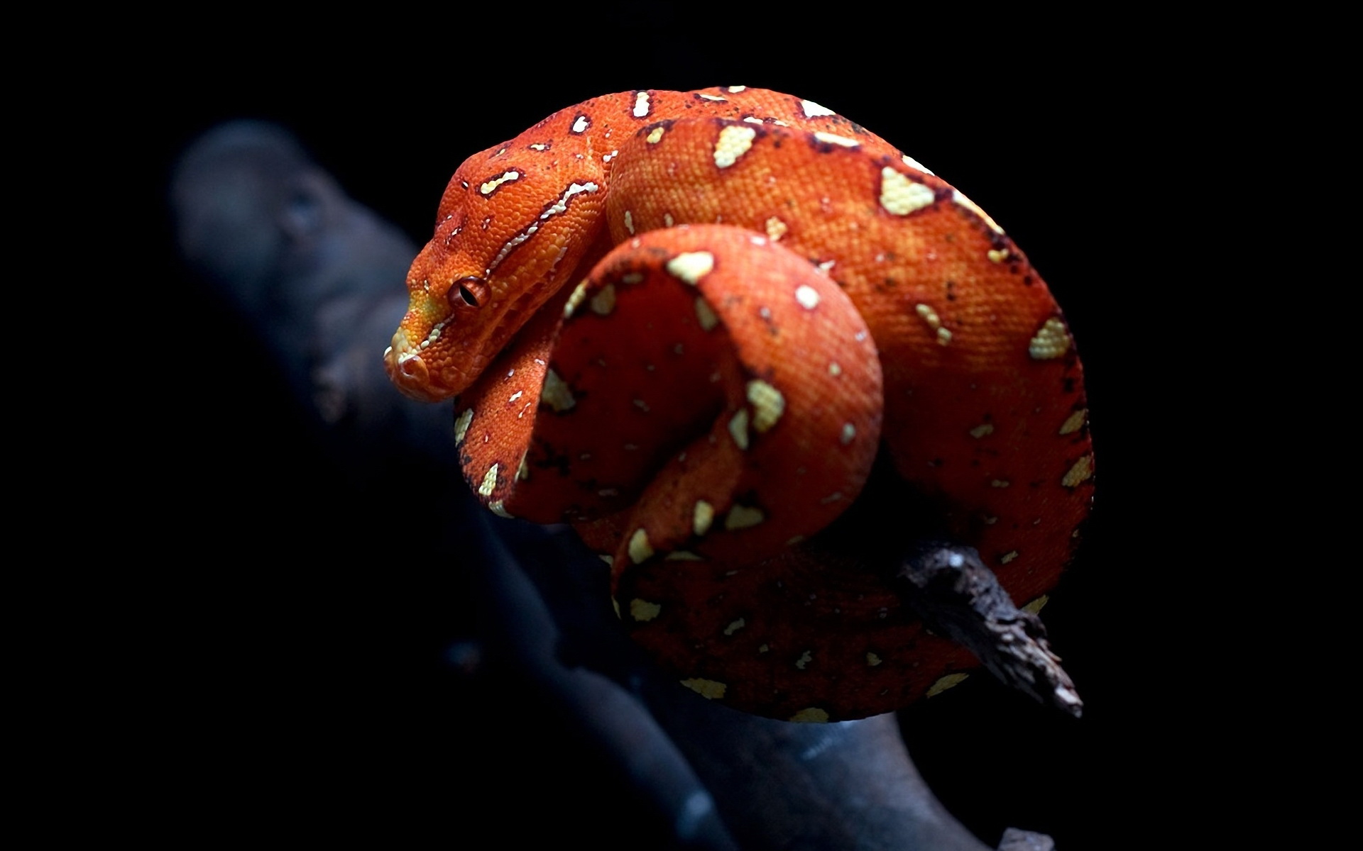 Téléchargez des papiers peints mobile Animaux, Serpent gratuitement.